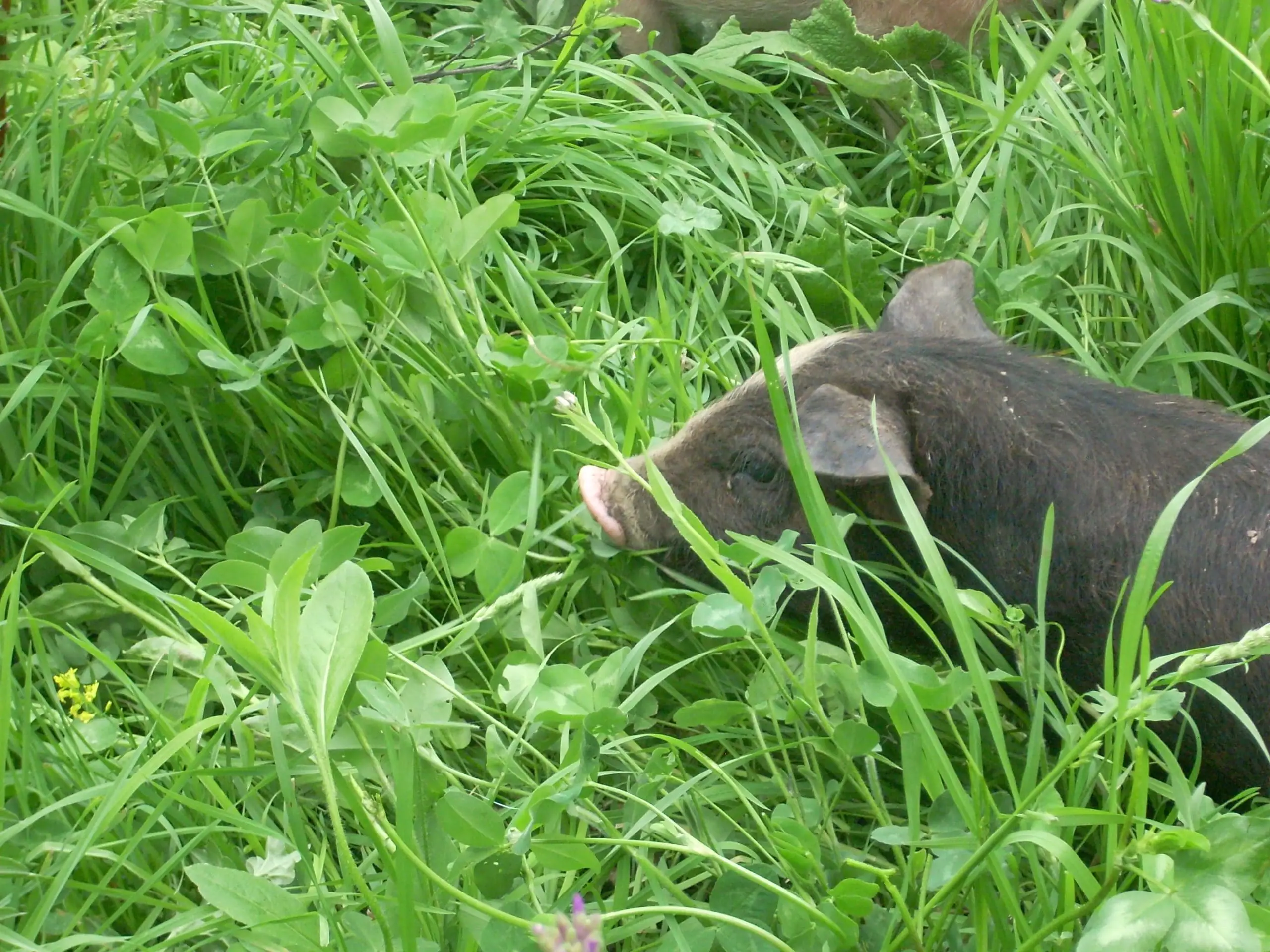 Bloghome Wrong Direction Farm