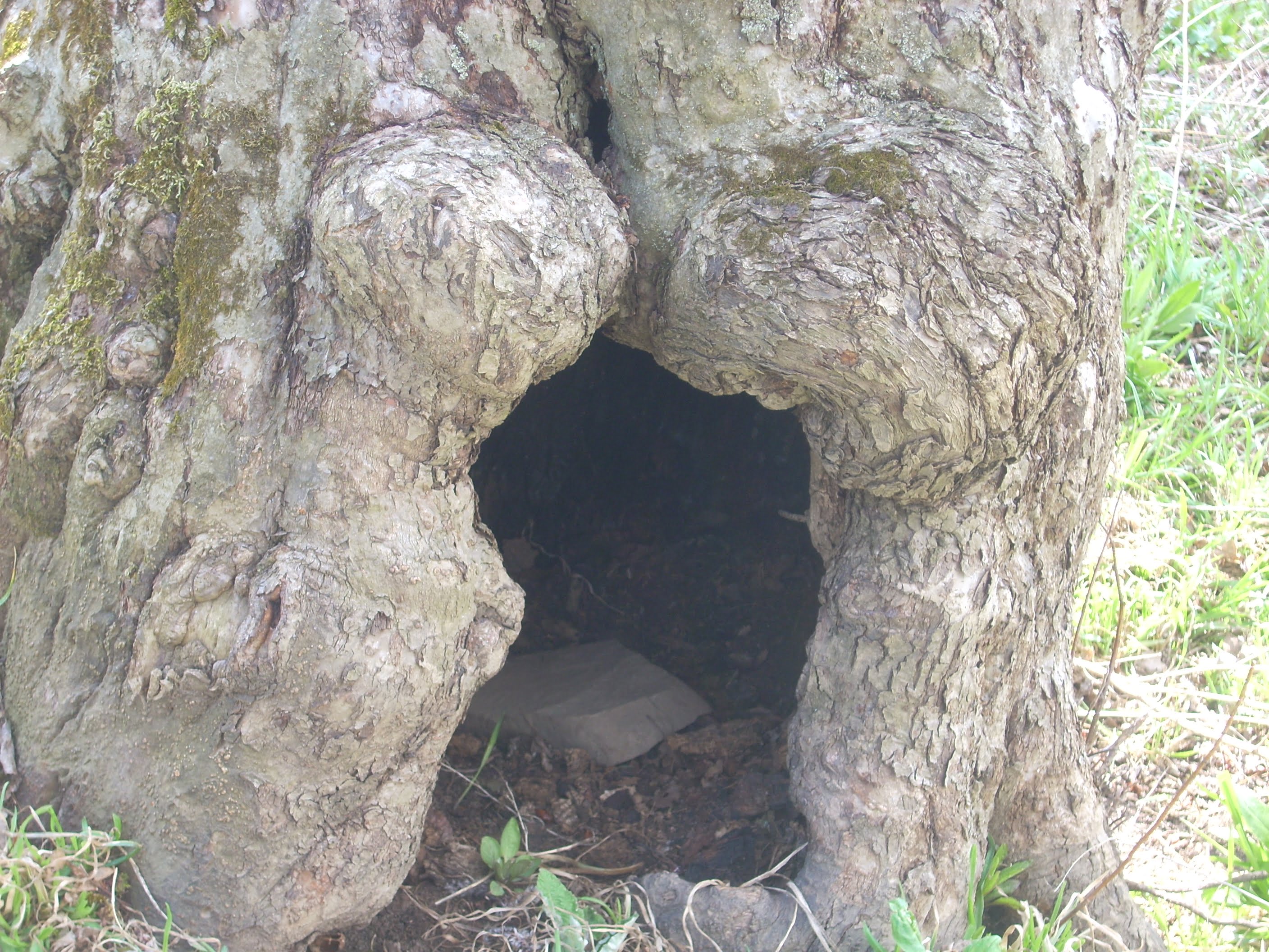treehole