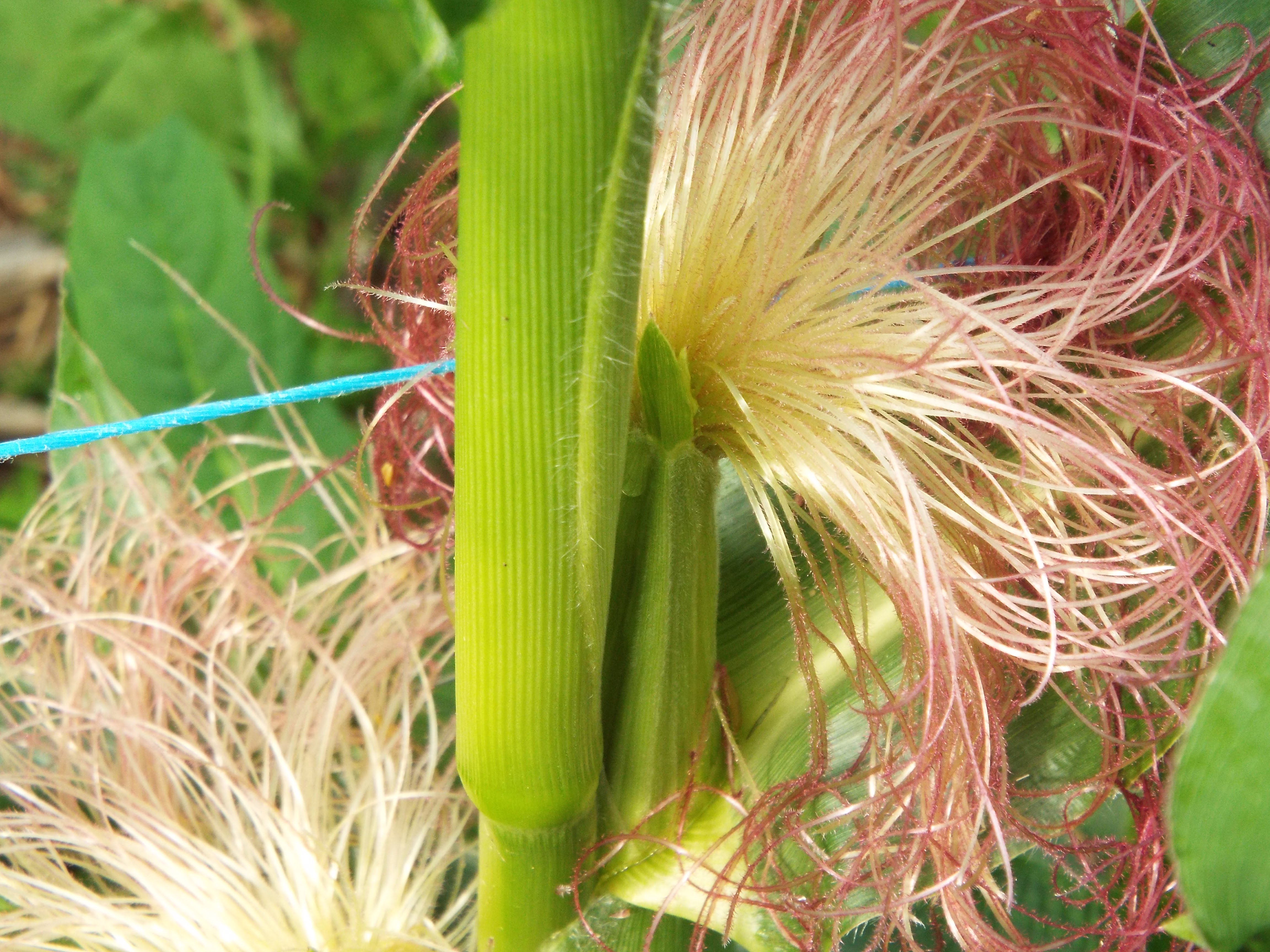 cornsilk