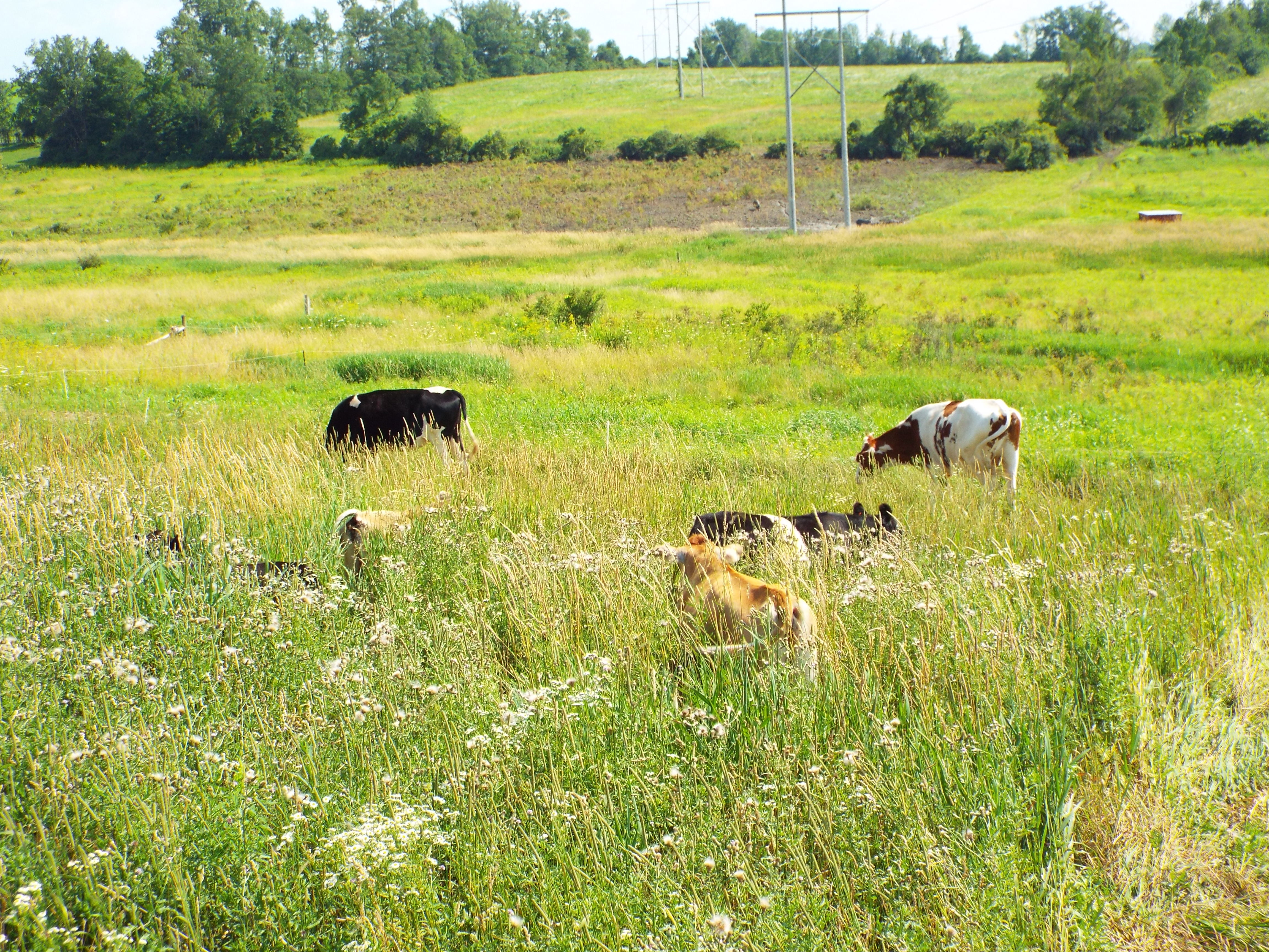 The background shows the pigs' progress through the pasture.