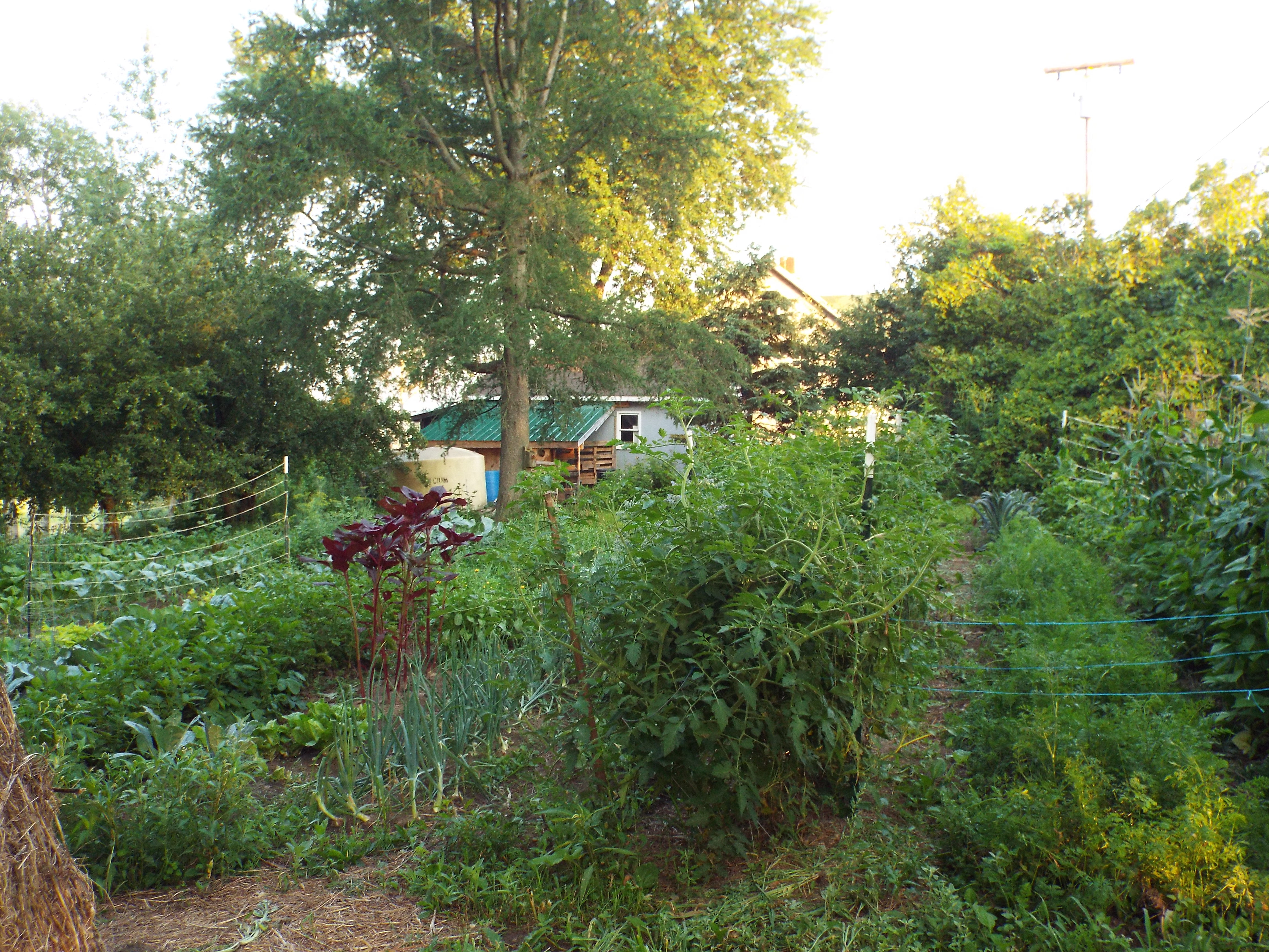 garden