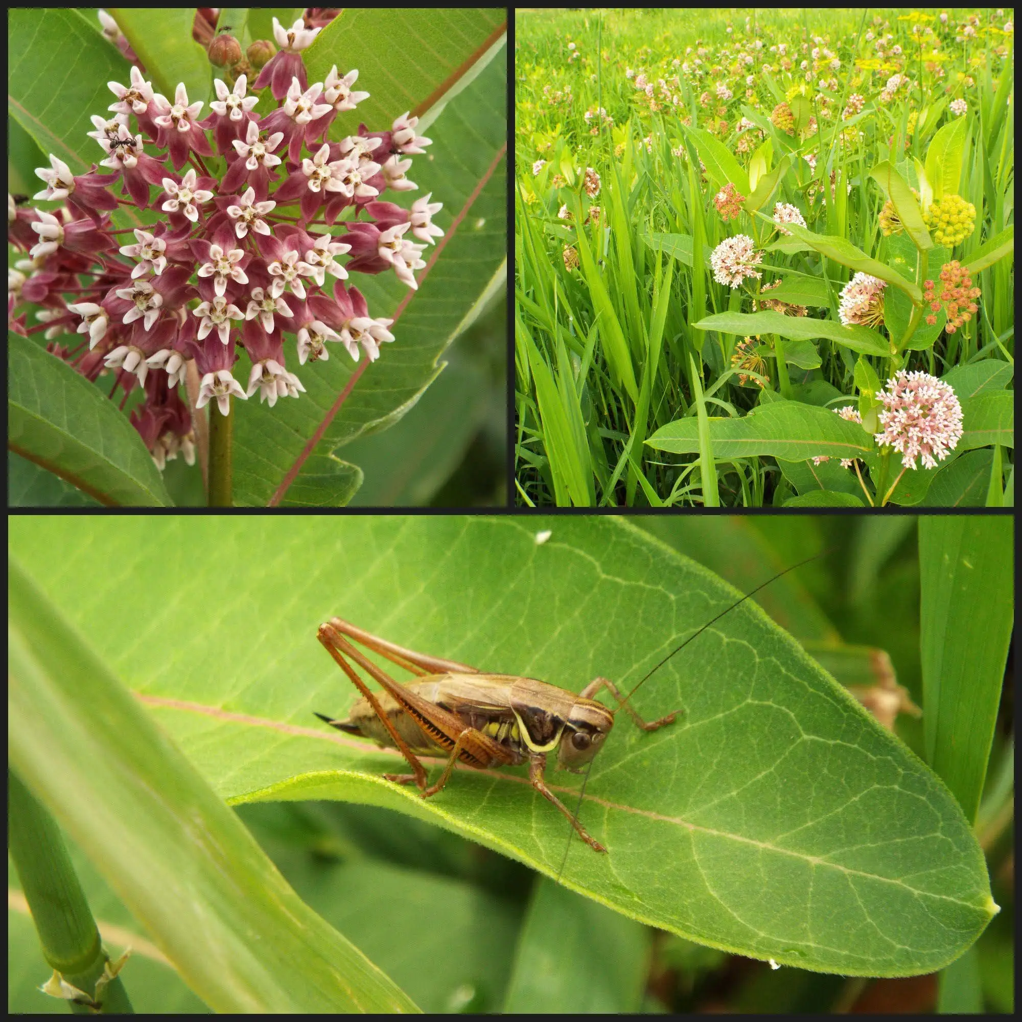 grasshoppermilkweed