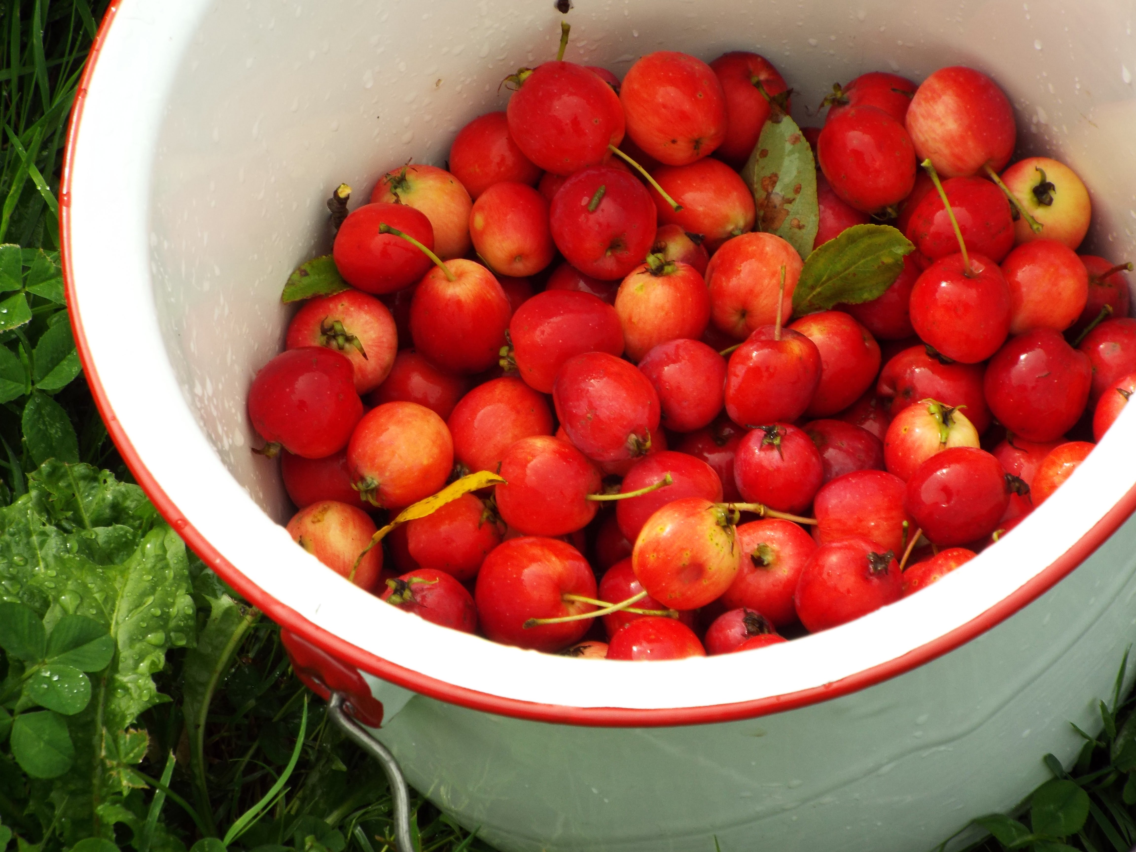 crabapples