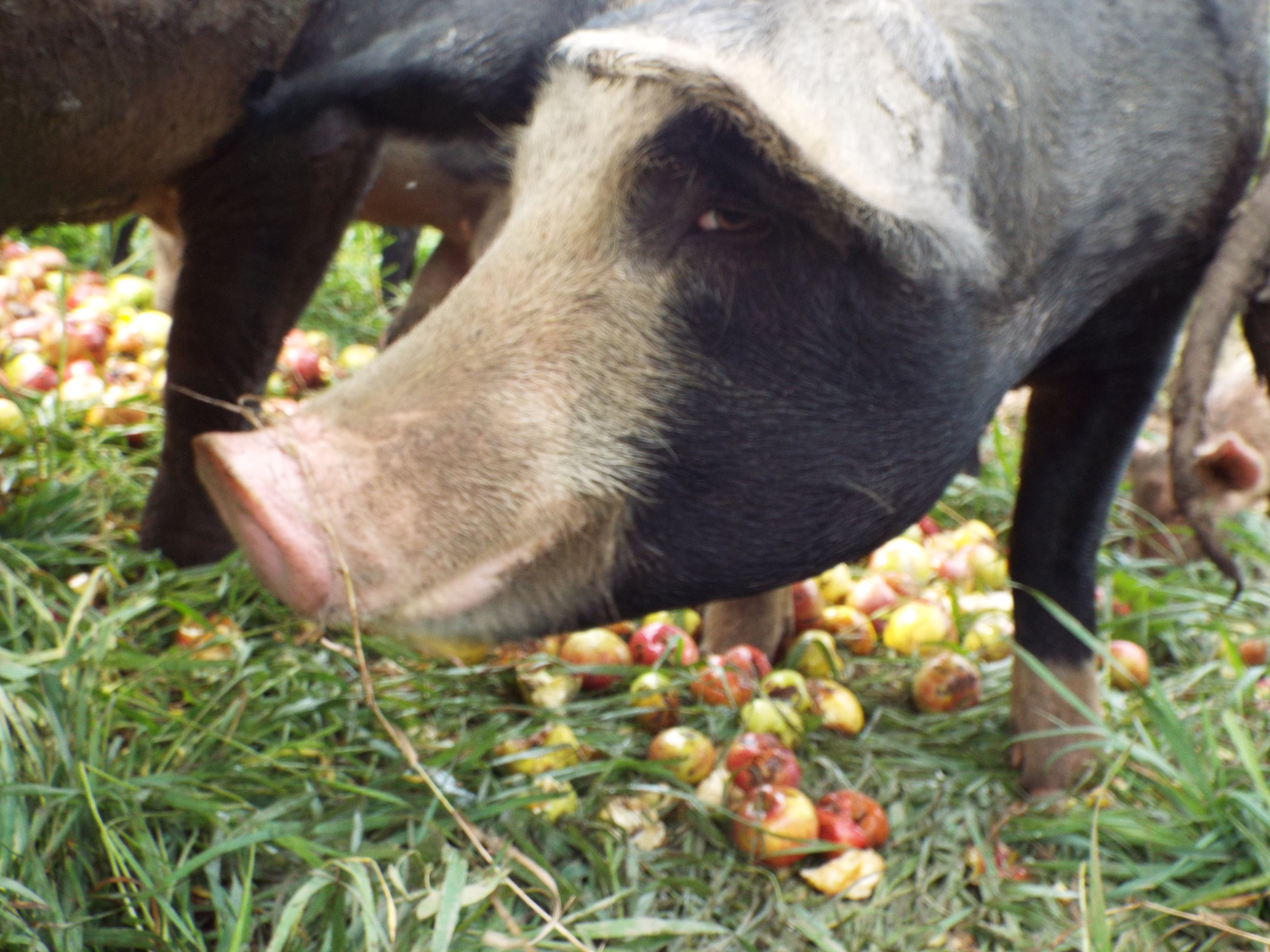 appleeating