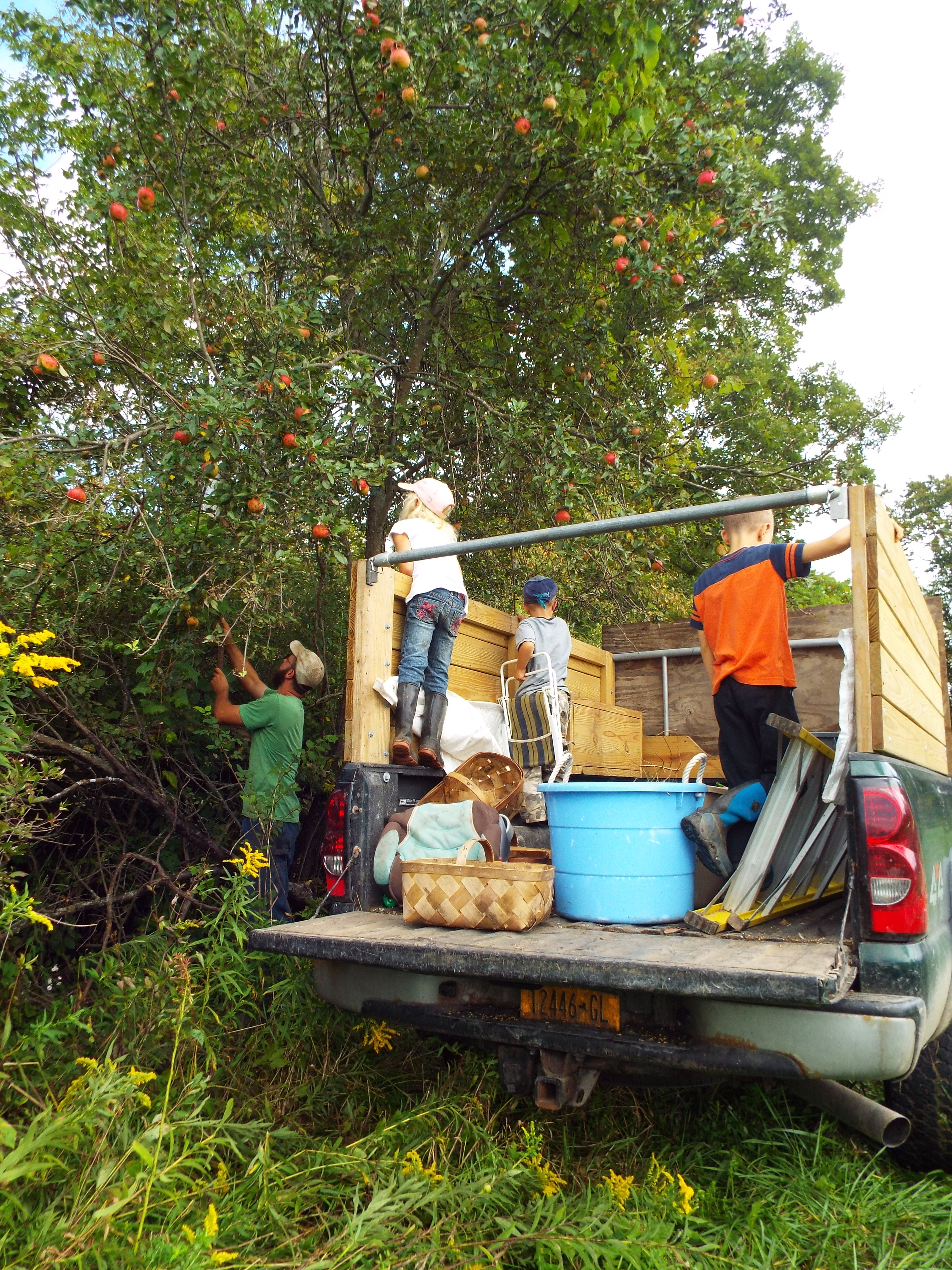 applepicking