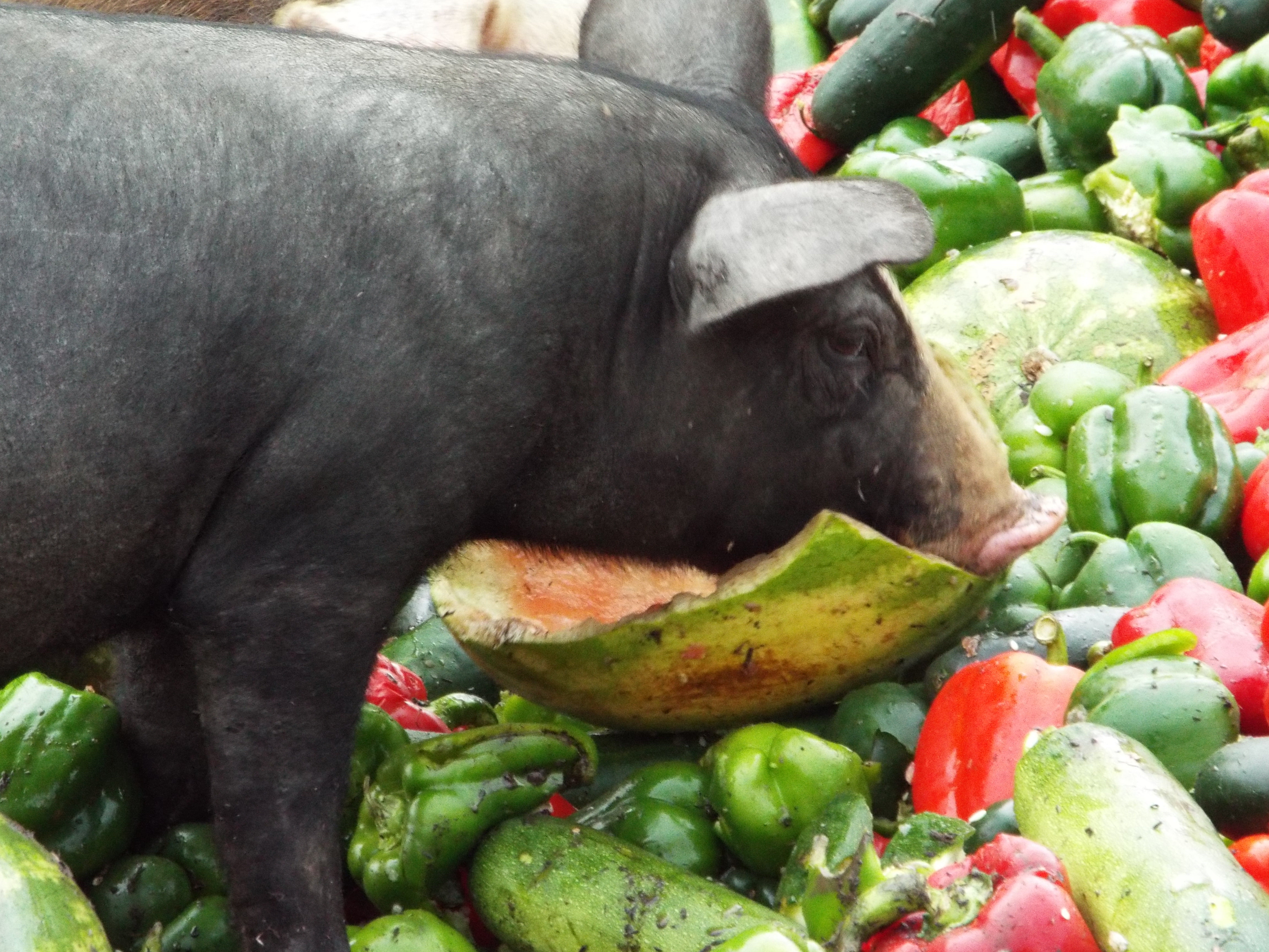 piglet w watermelon