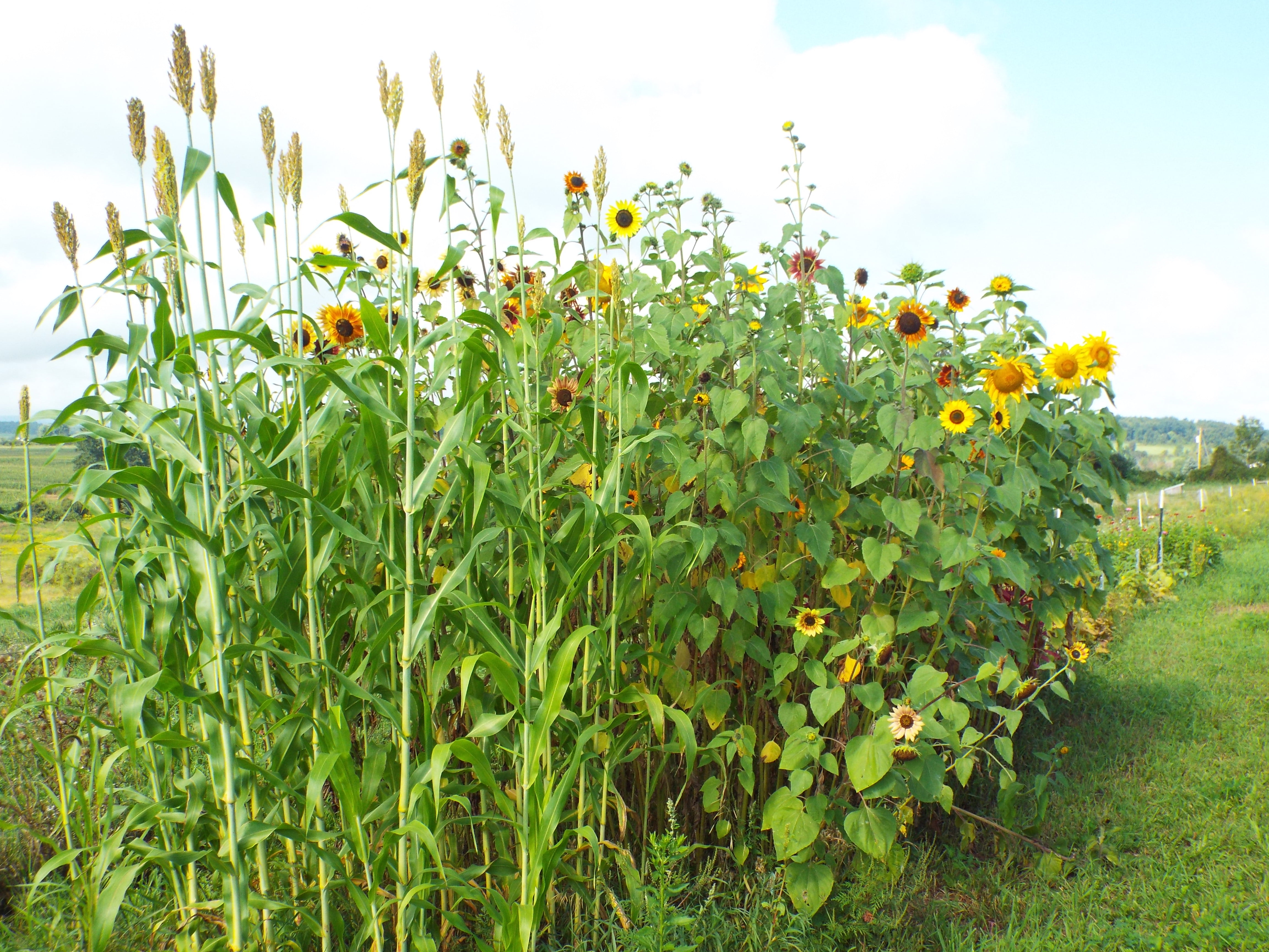 sorghumsunflowers