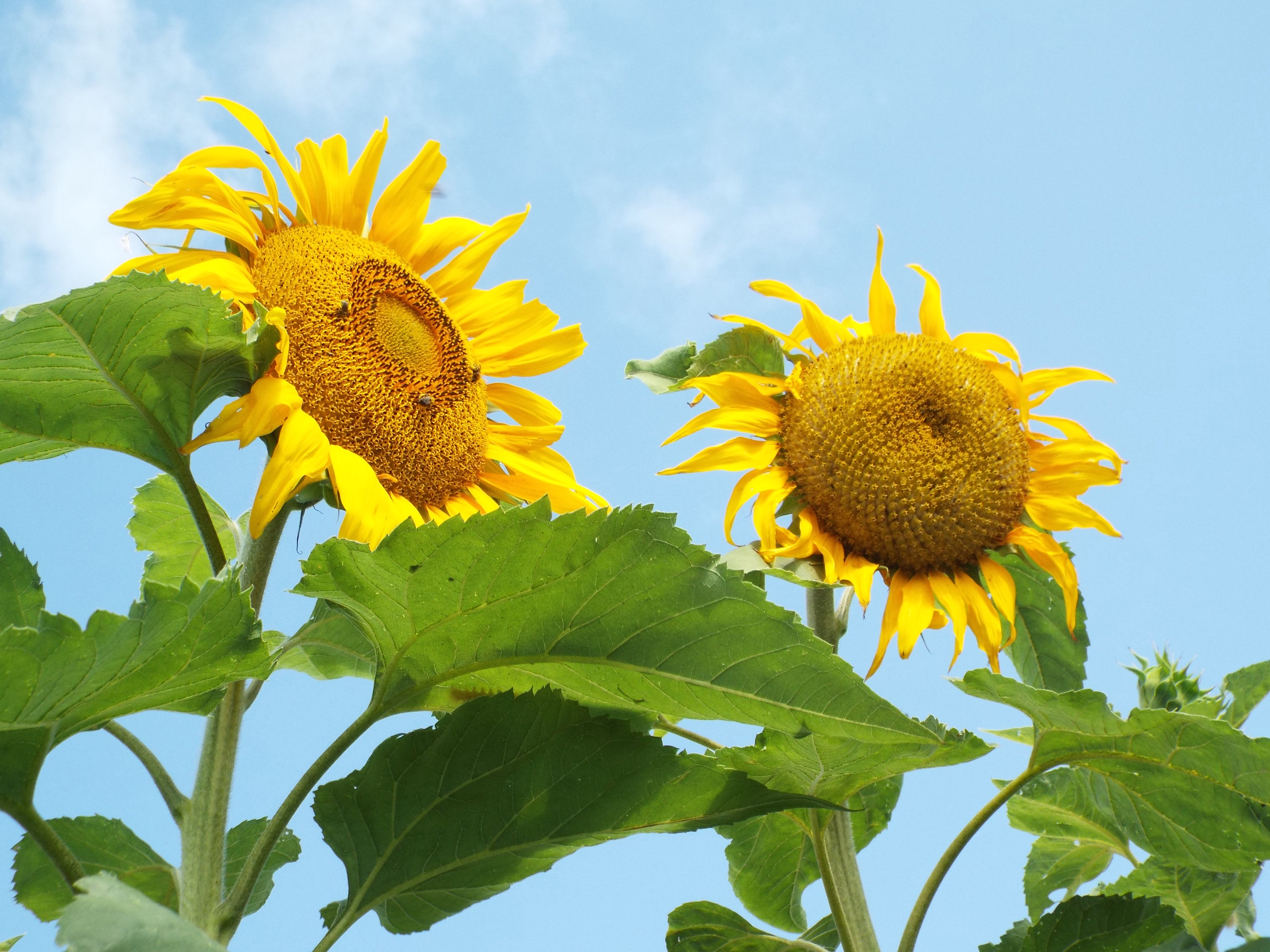 sunflowers