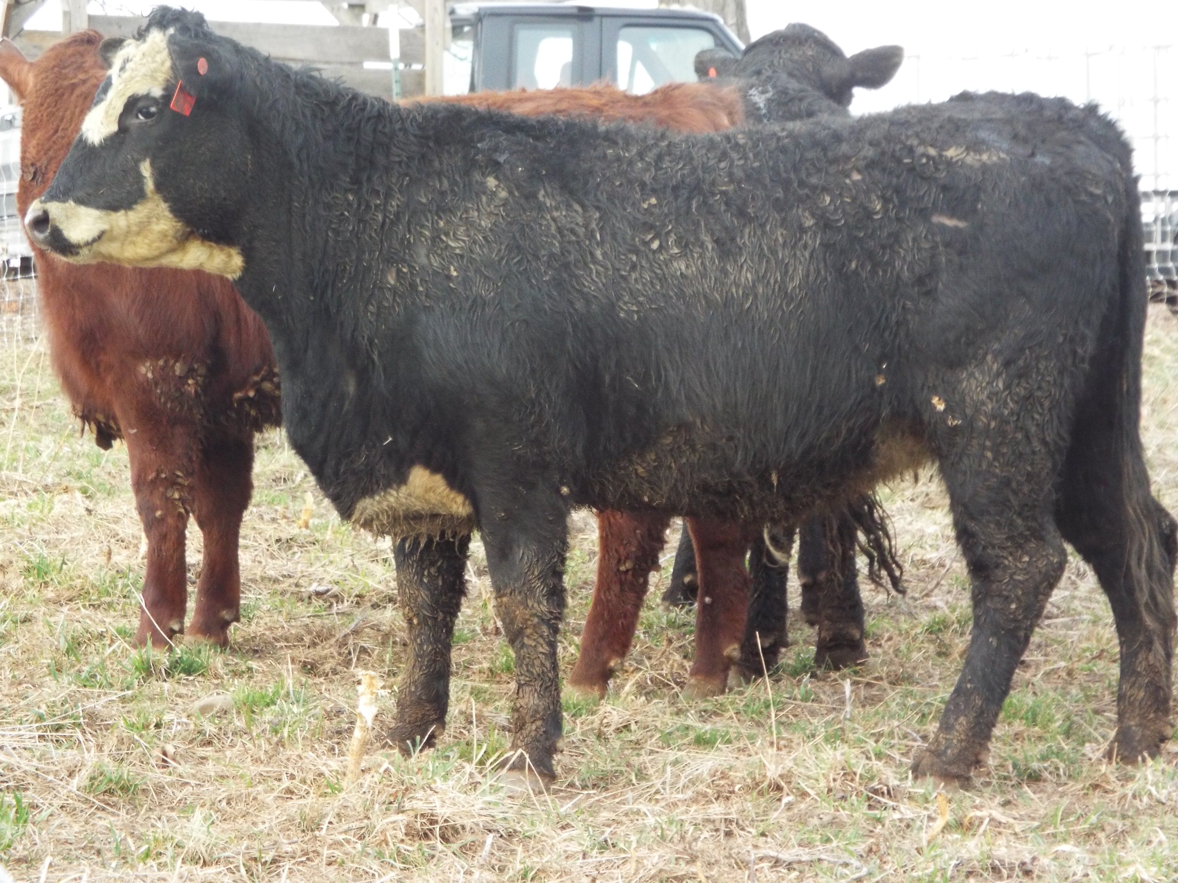 These heifers are an Angus Devon cross, but in this one, you can see a Hereford great grandmother.
