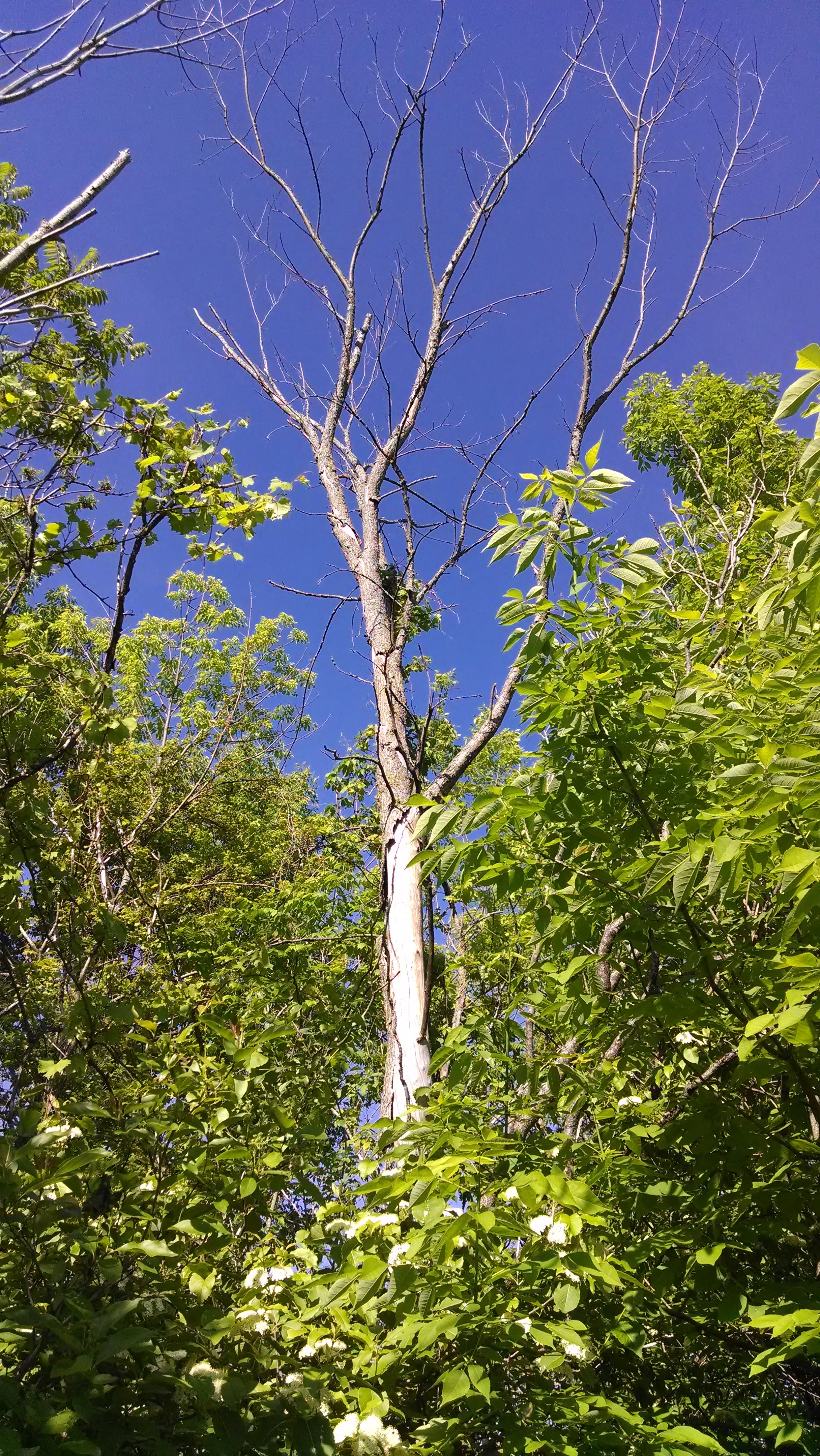 Dead ash in stand
