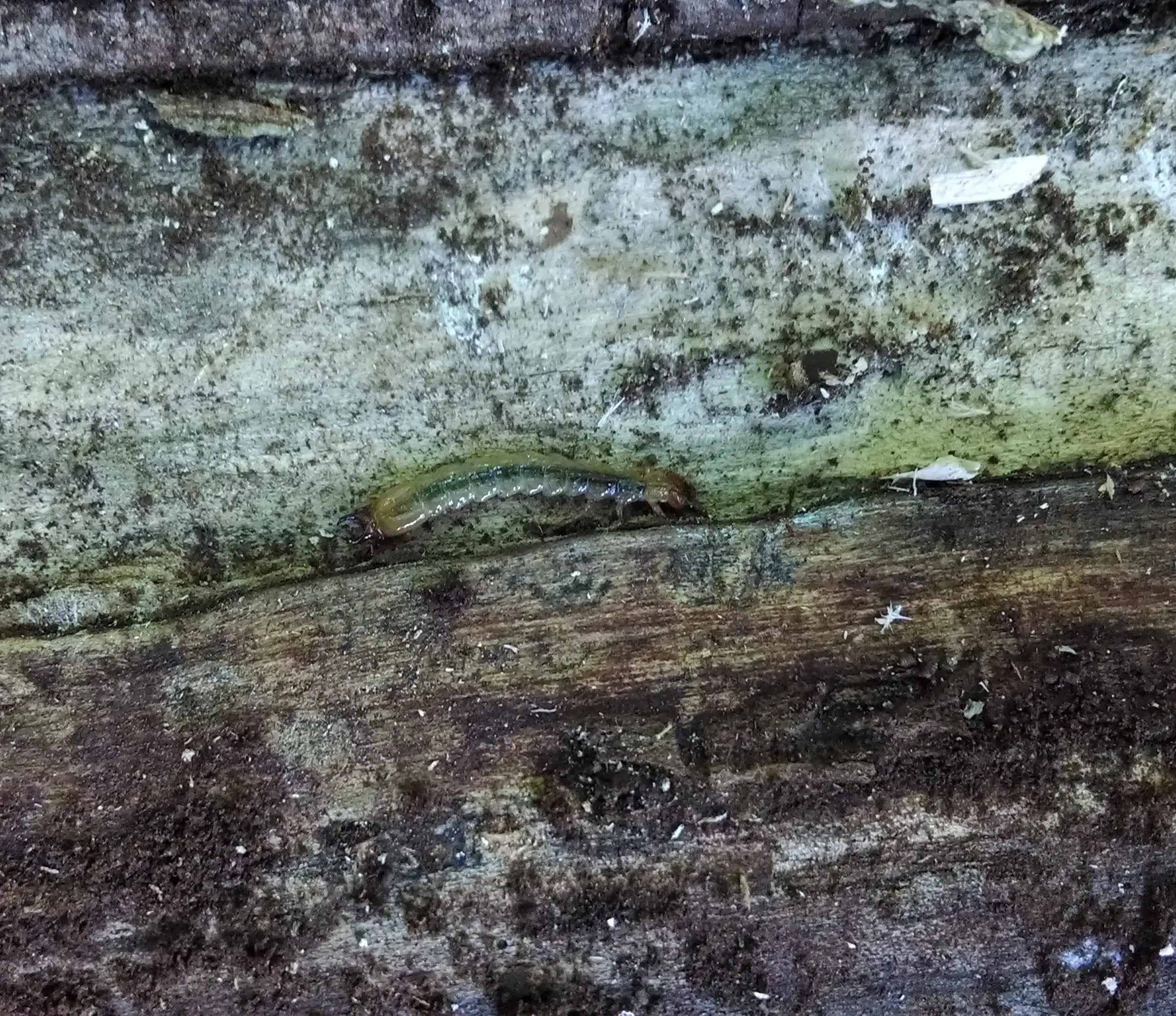 Emerald Ash Borer Larva  (note the pincer-like appendages on the back -- we couldn't get them to nip us with them so we don't know what they use them for)