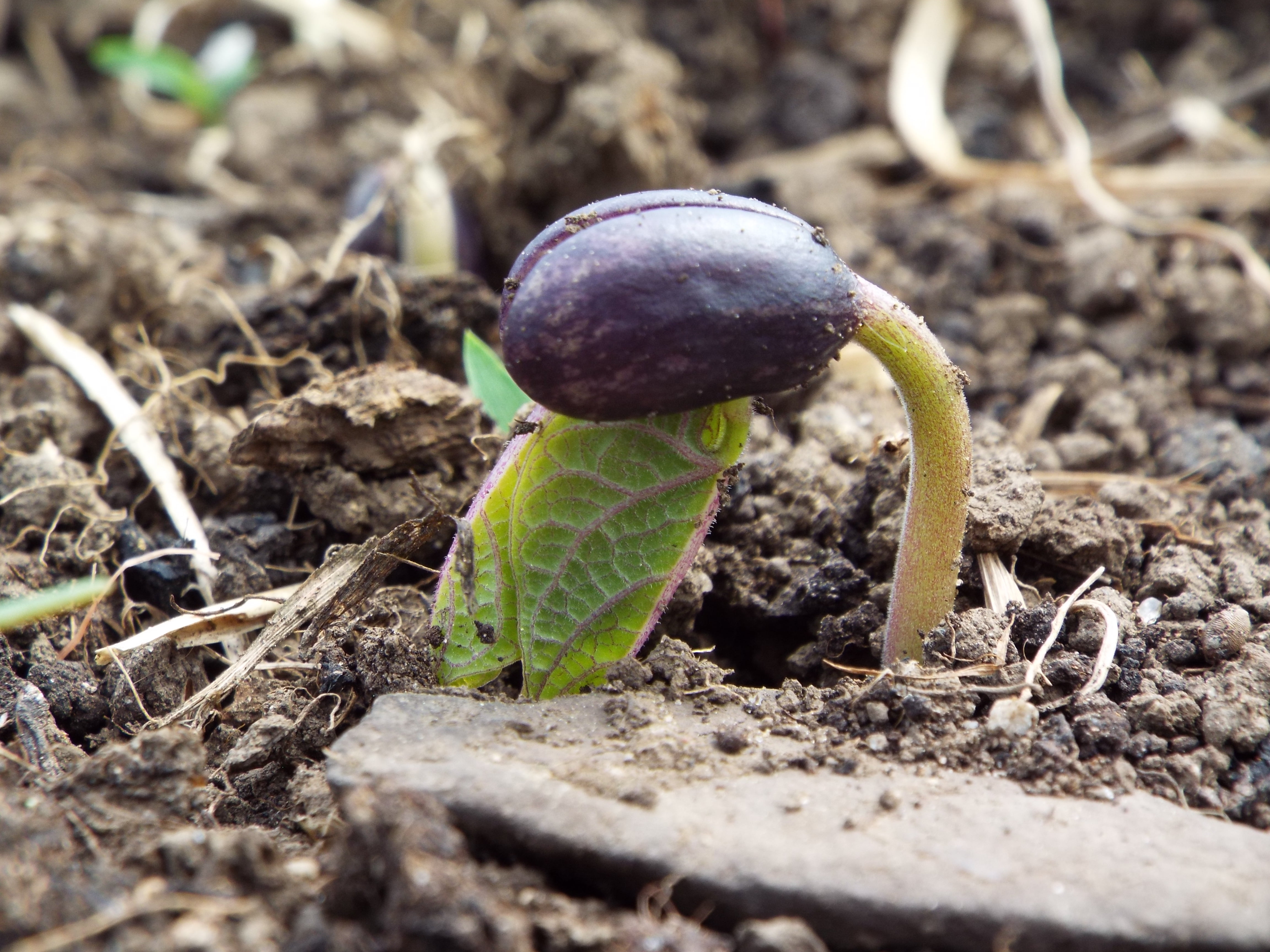 bean sprout beauty