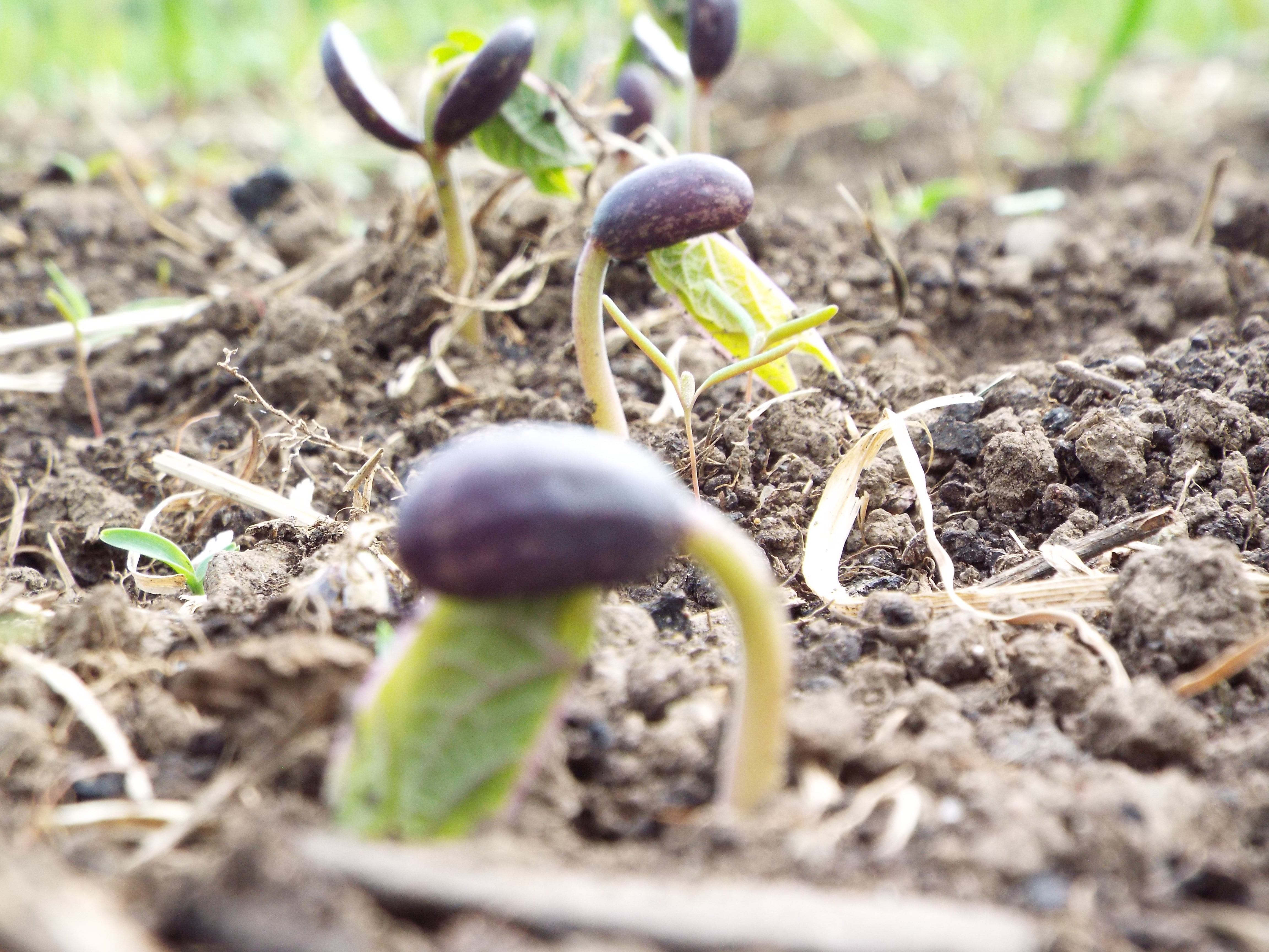 Beans are one of my easiest crops: the sprouts are easily recognised, once established they shade out most of the weeds, and they produce profusely. These black beans were easiest of all since I left the beans on the plant until they were already dried out. I simply crushed the shells and blew off the chaff. 