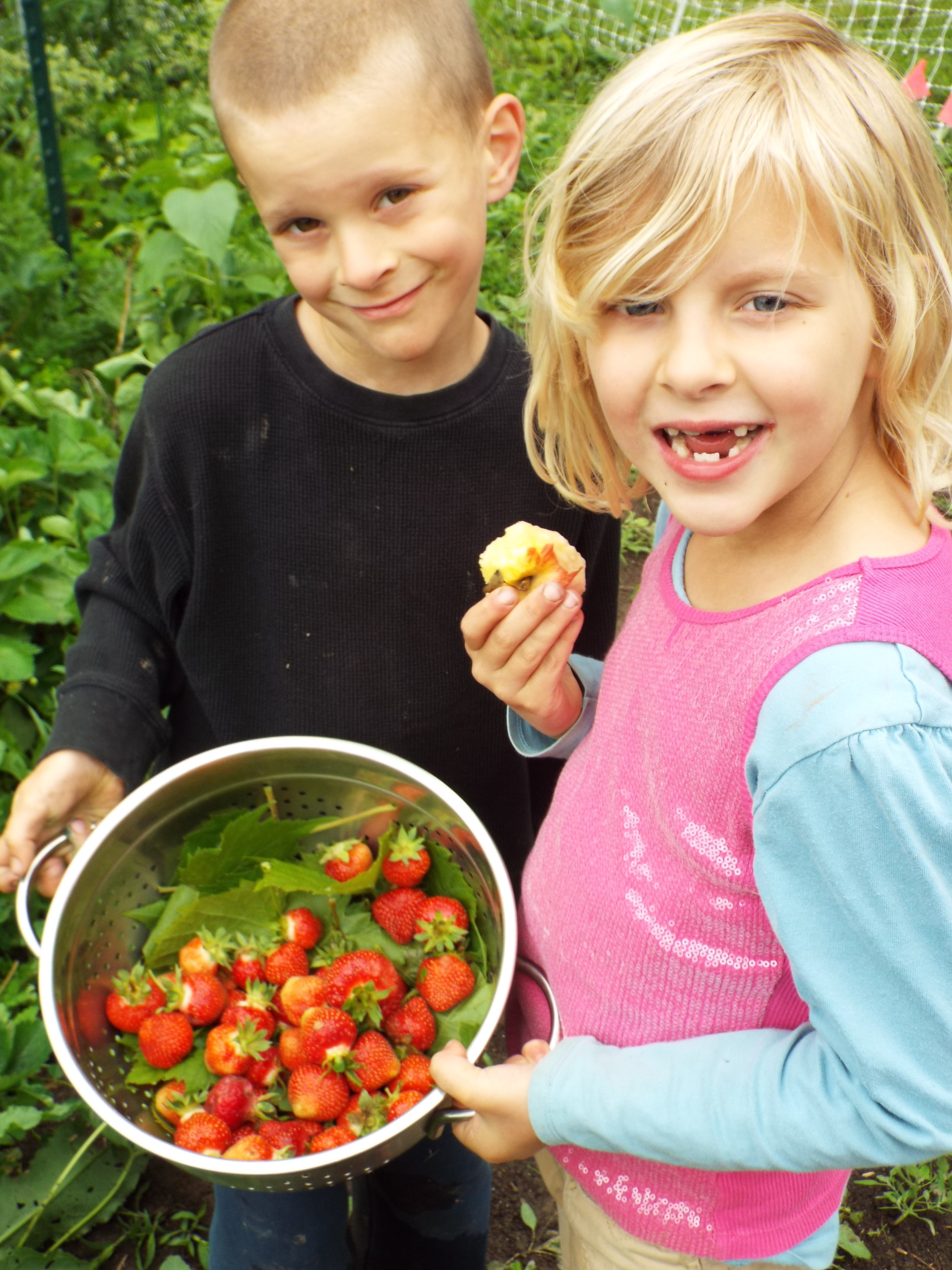 Second year strawberries were fun for the kids to harvest.