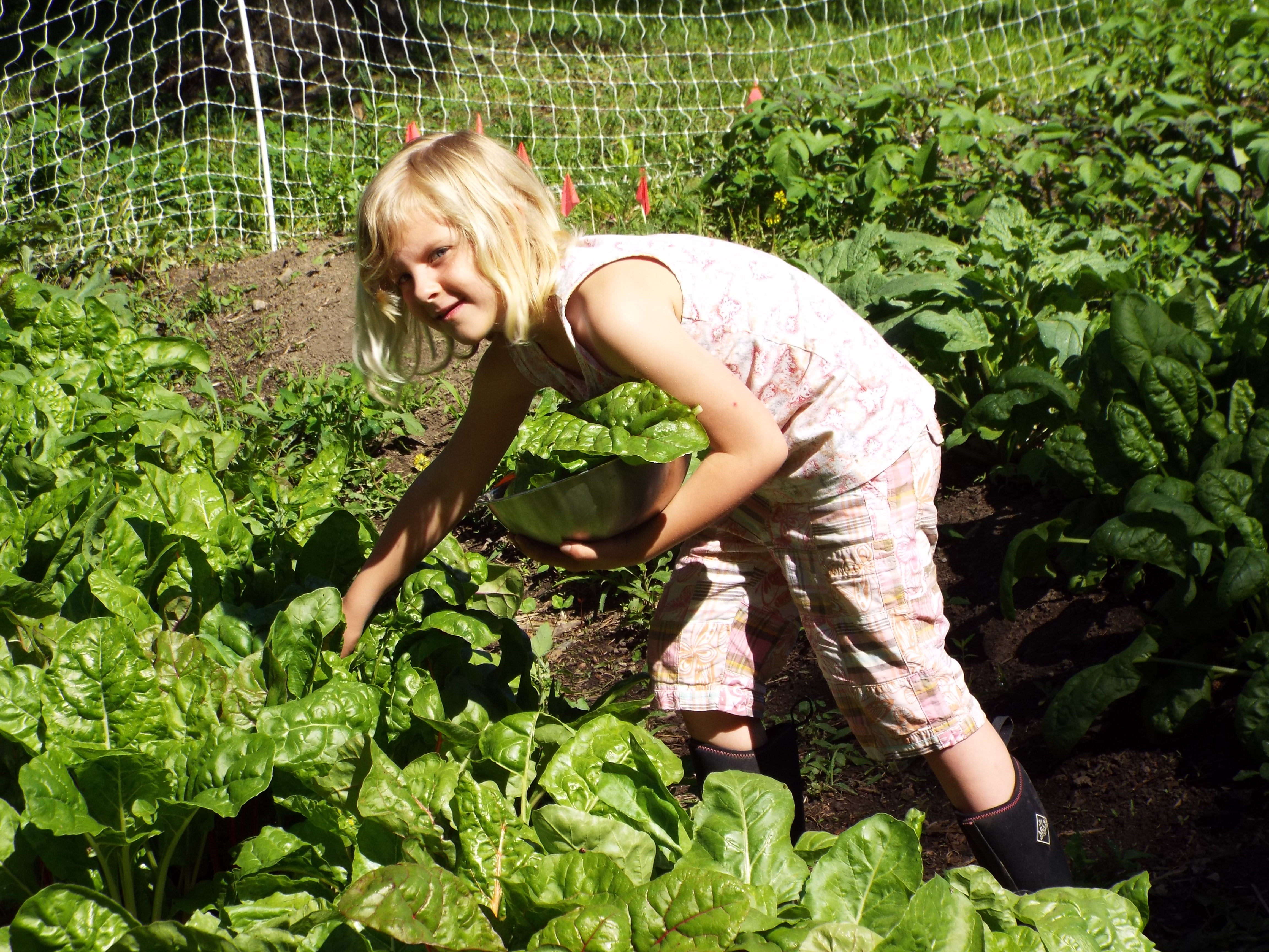 picking lunch