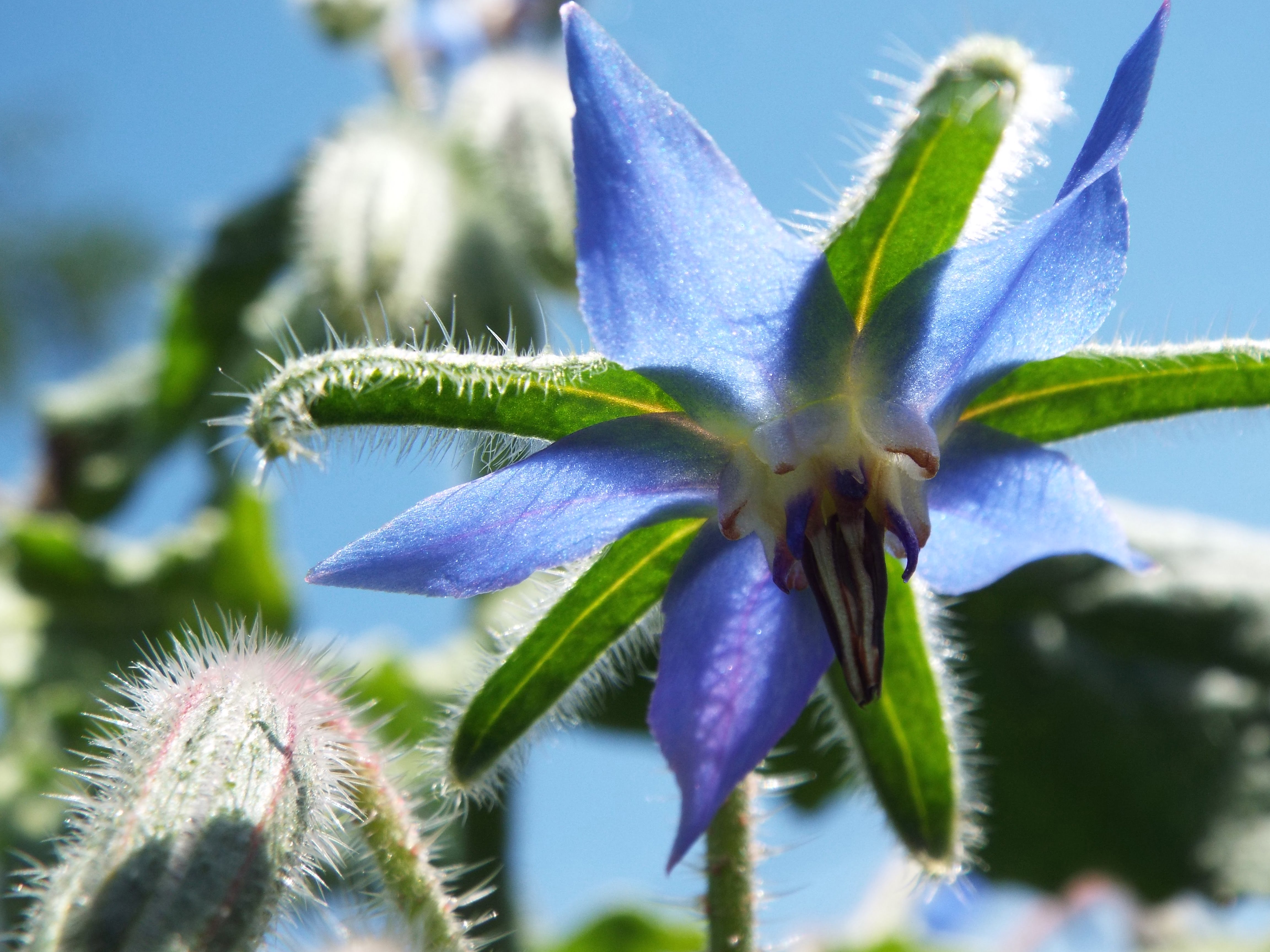 beautiful borage flower--pretty on a salad