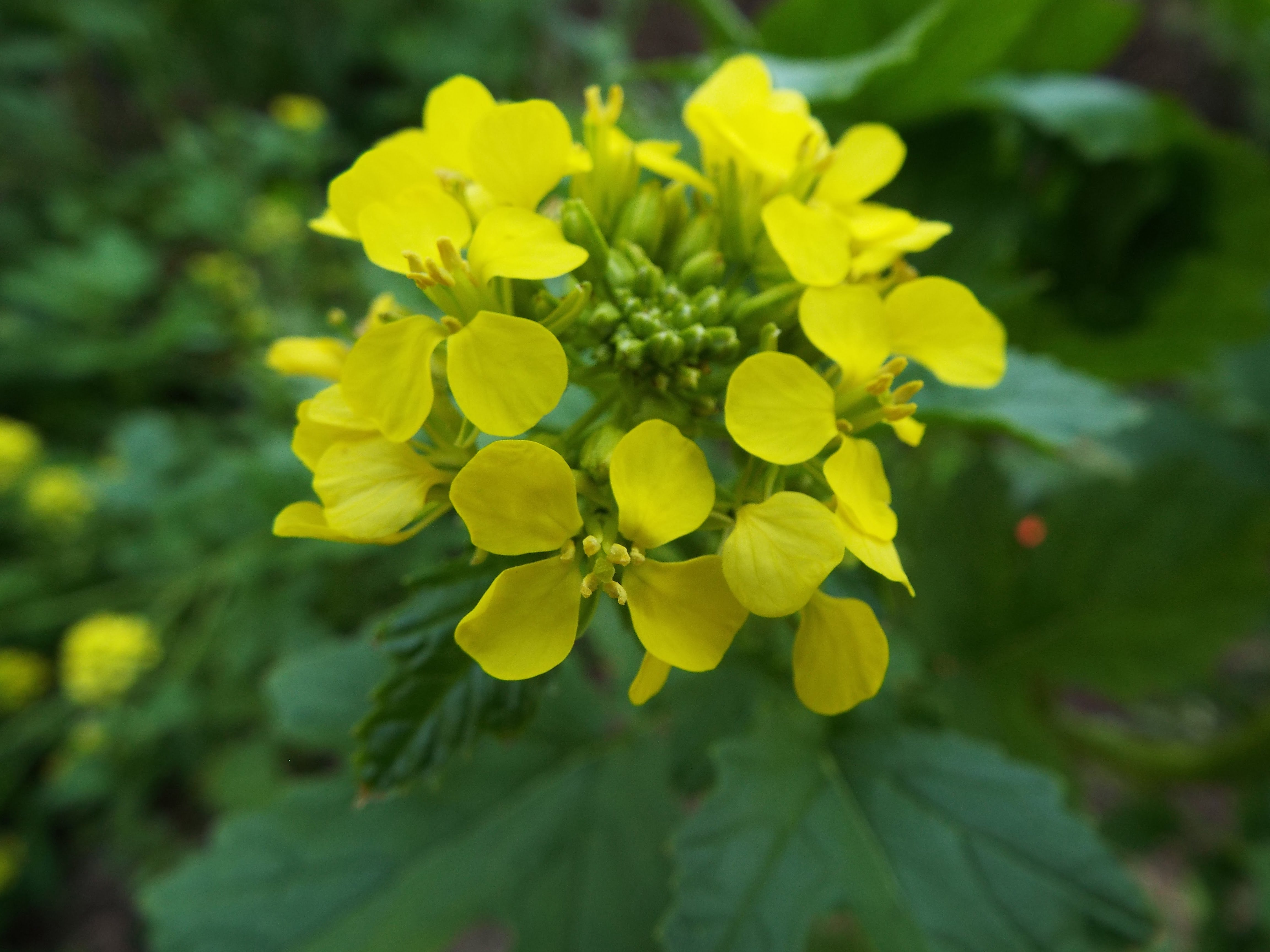 culinary mustard blooming