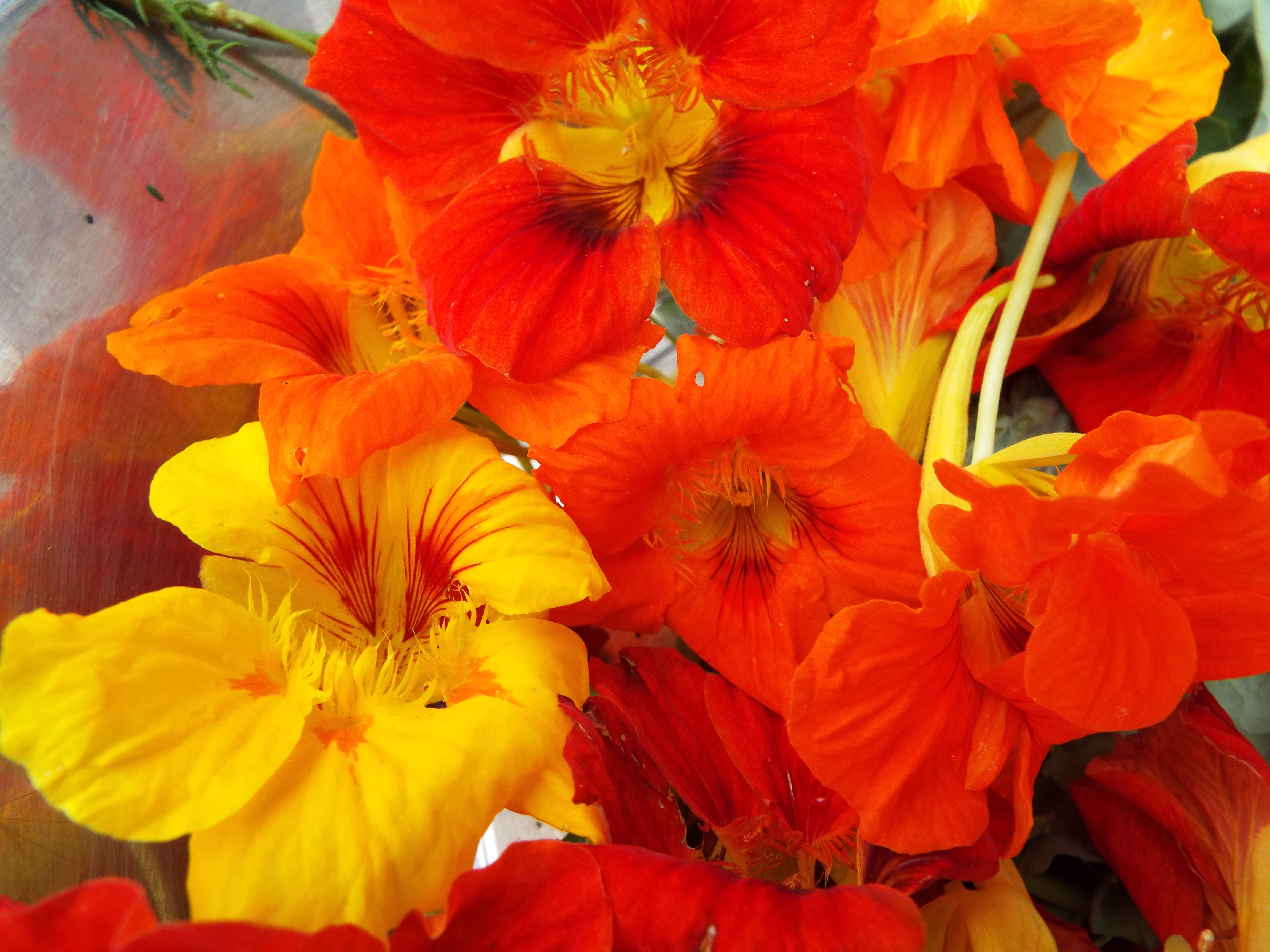 Nasturtium flowers add beauty to salads.