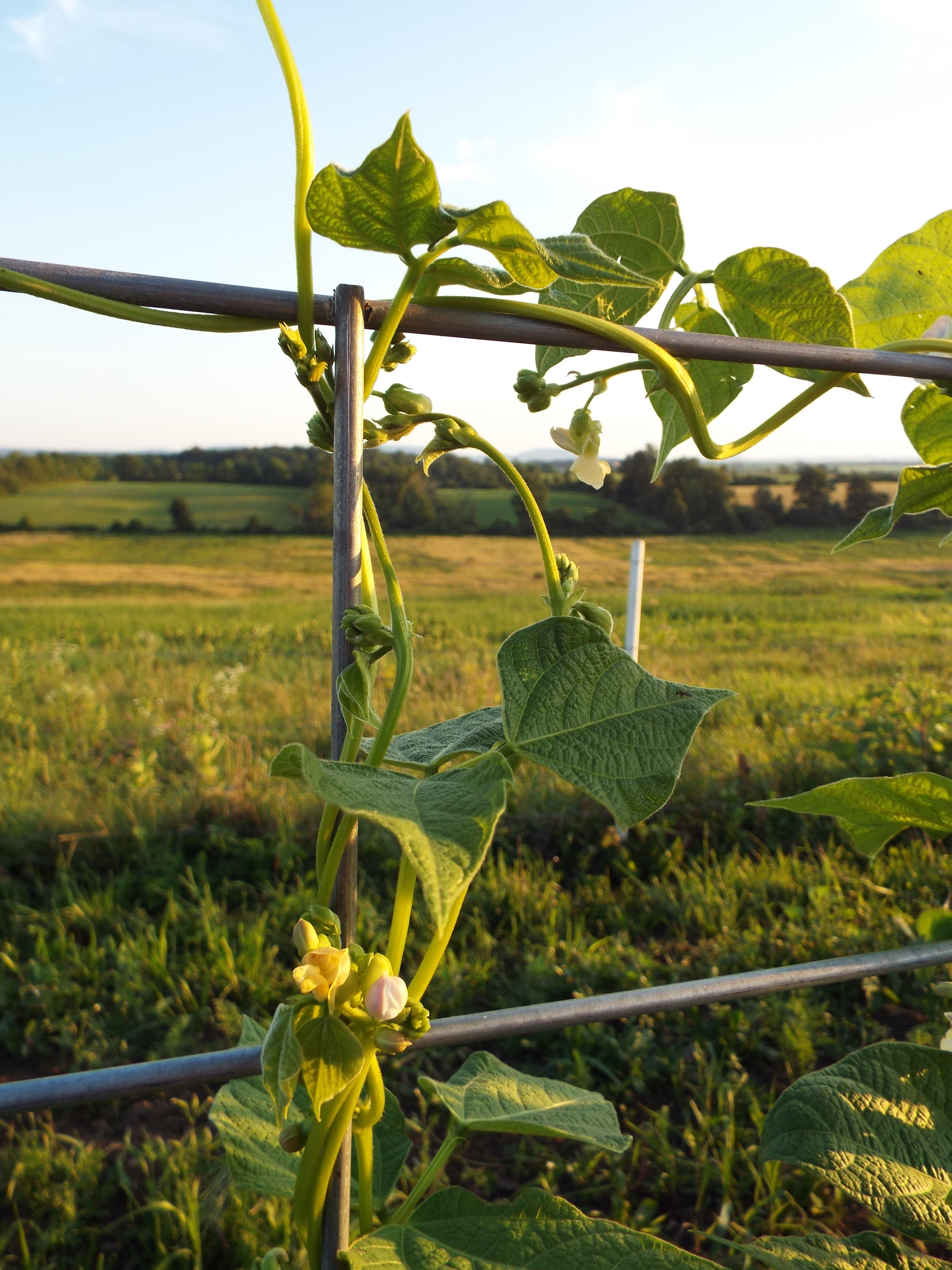 Jacob's Cattle Beans grow up the trellis. 