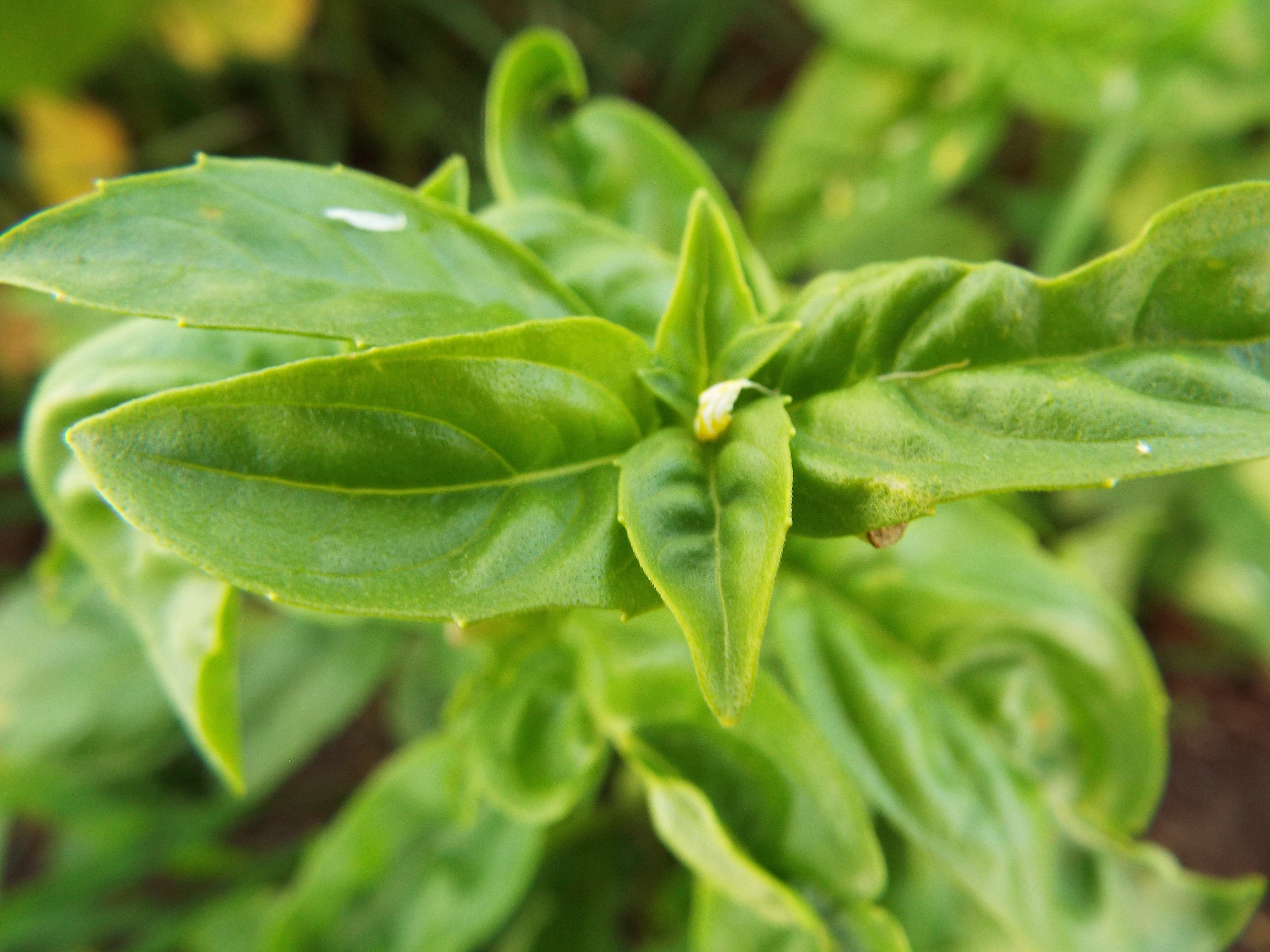 lime basil