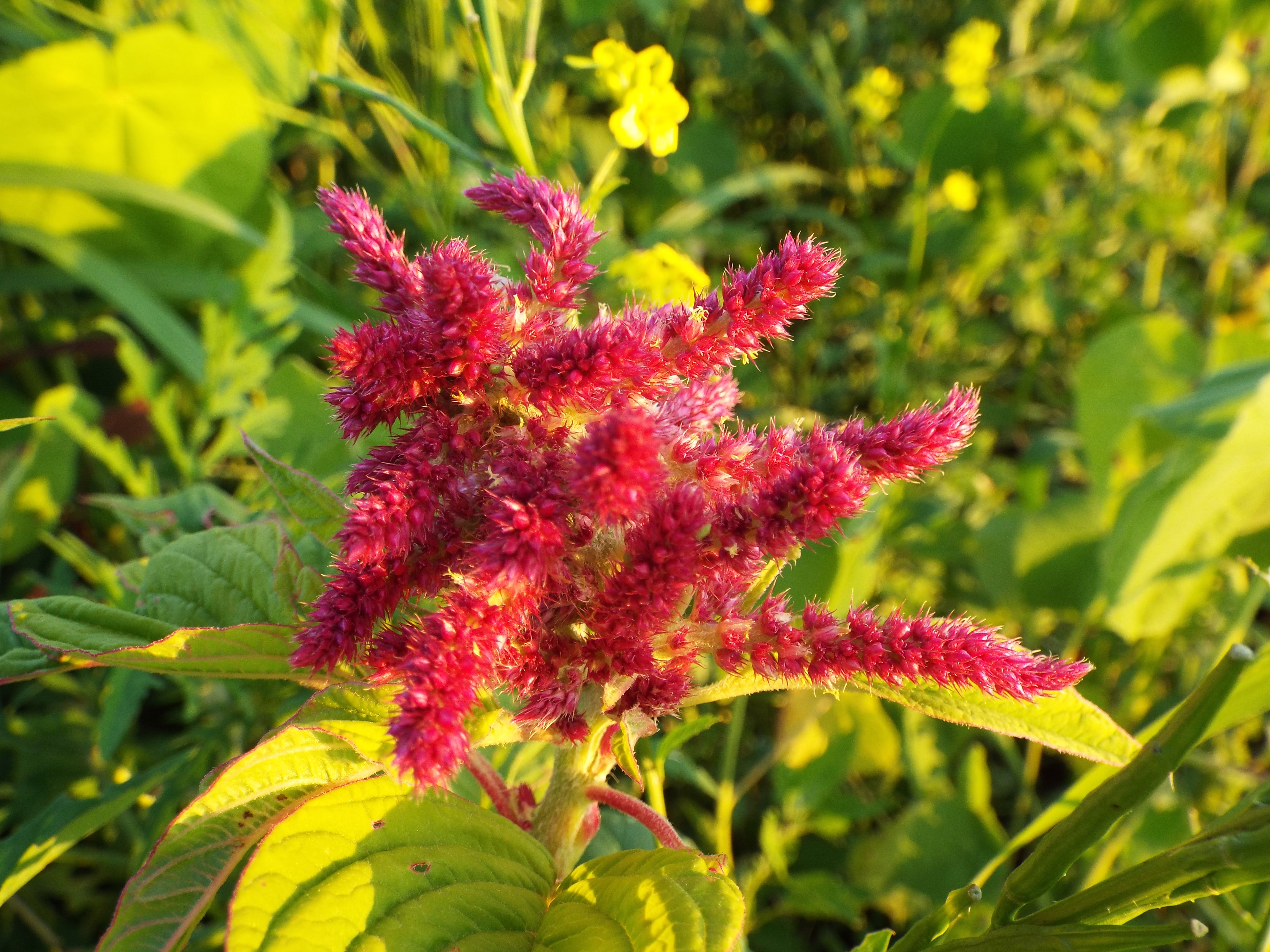 volunteer amaranth