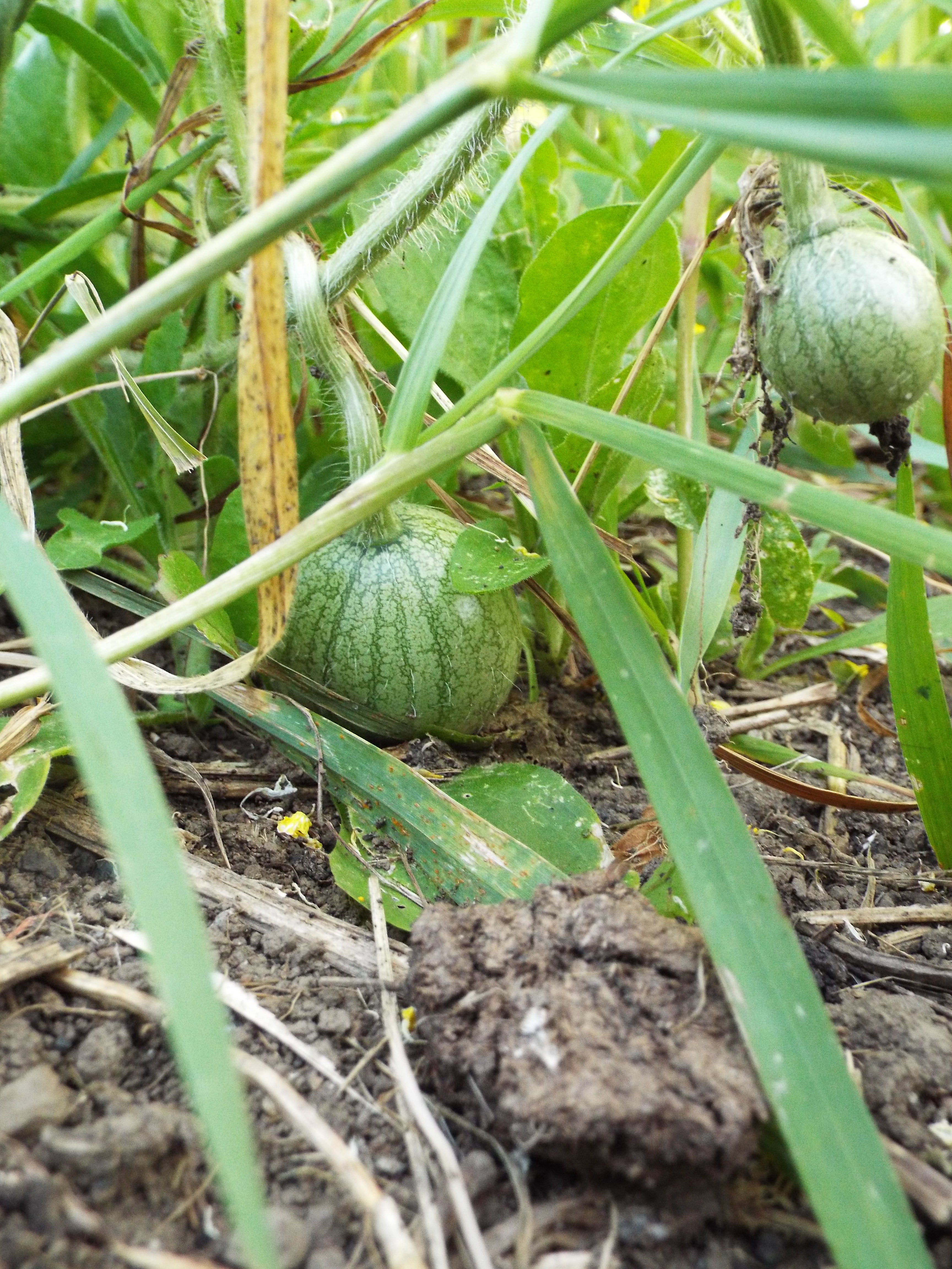 Nice try, teeny watermelon.