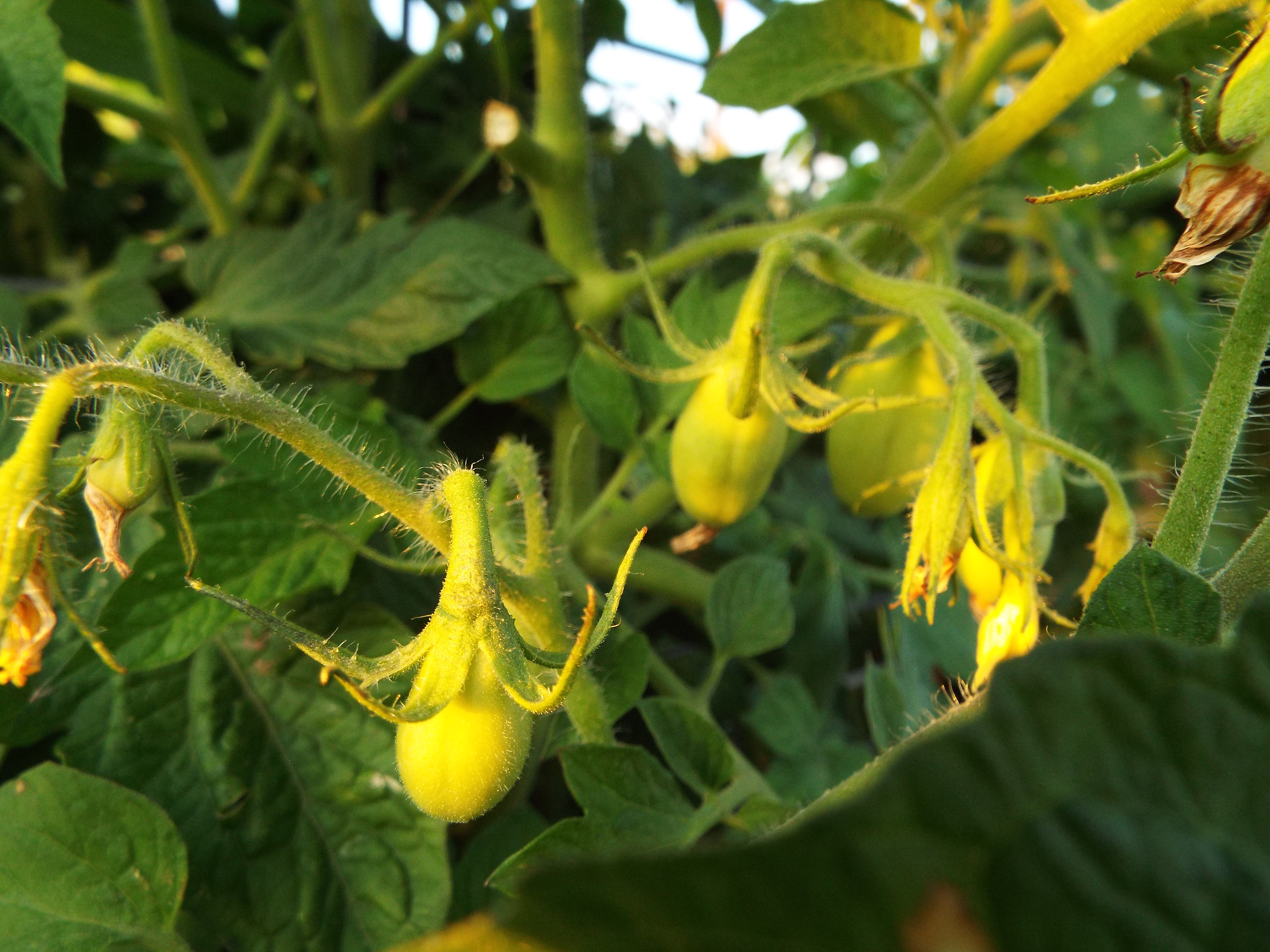 awaiting the ripening