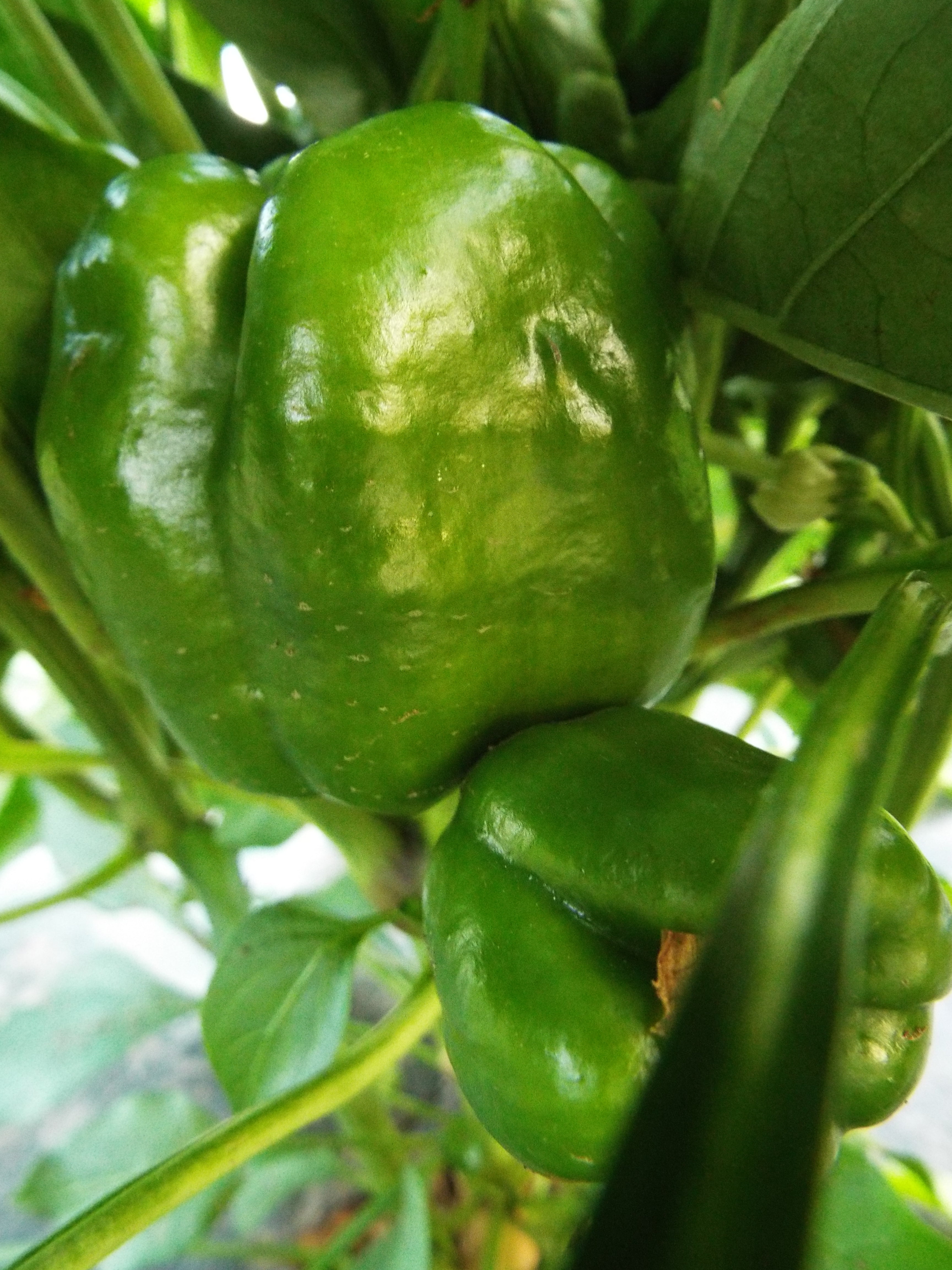 Bell Peppers were a big success this year!