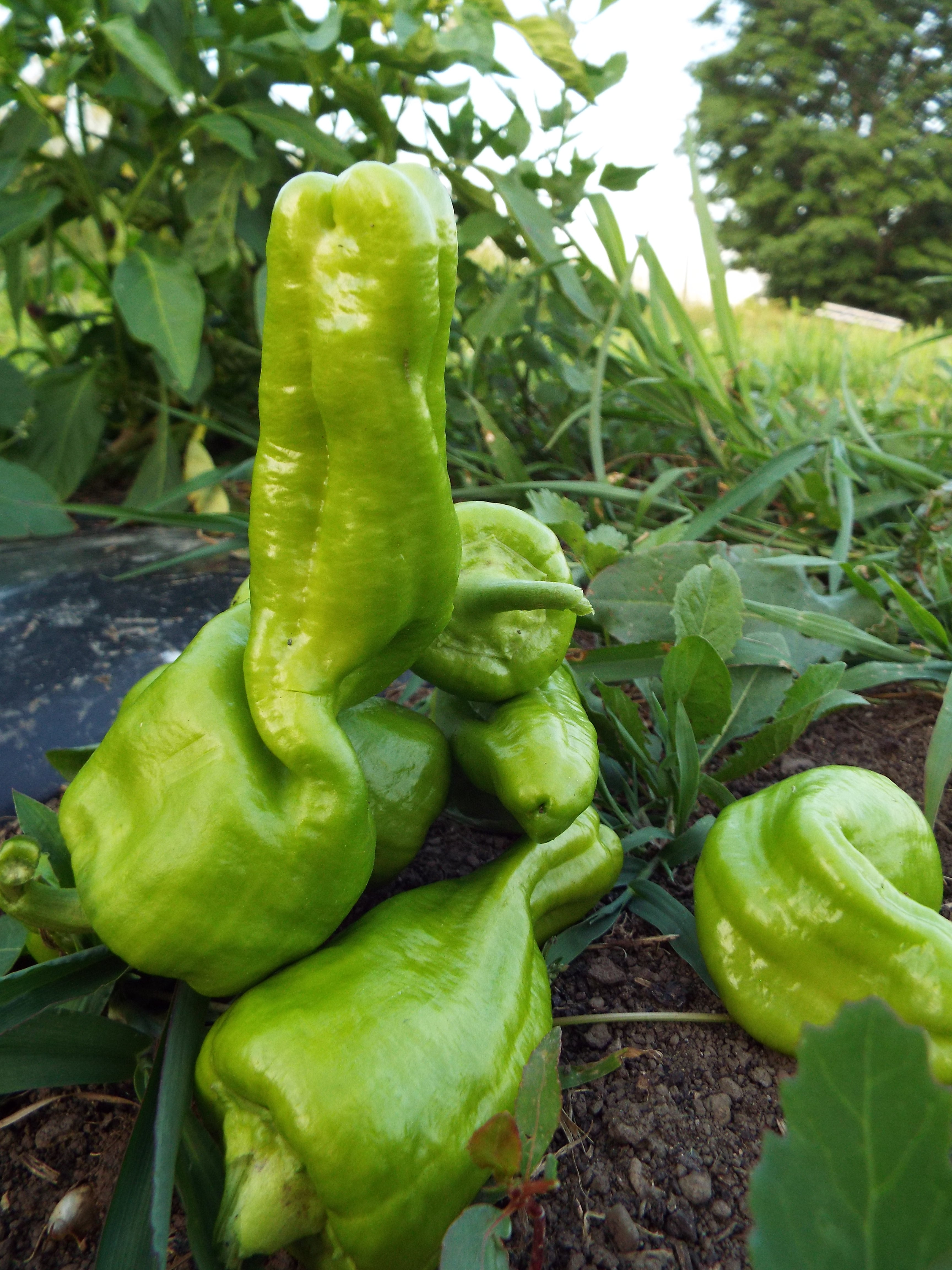 salad peppers