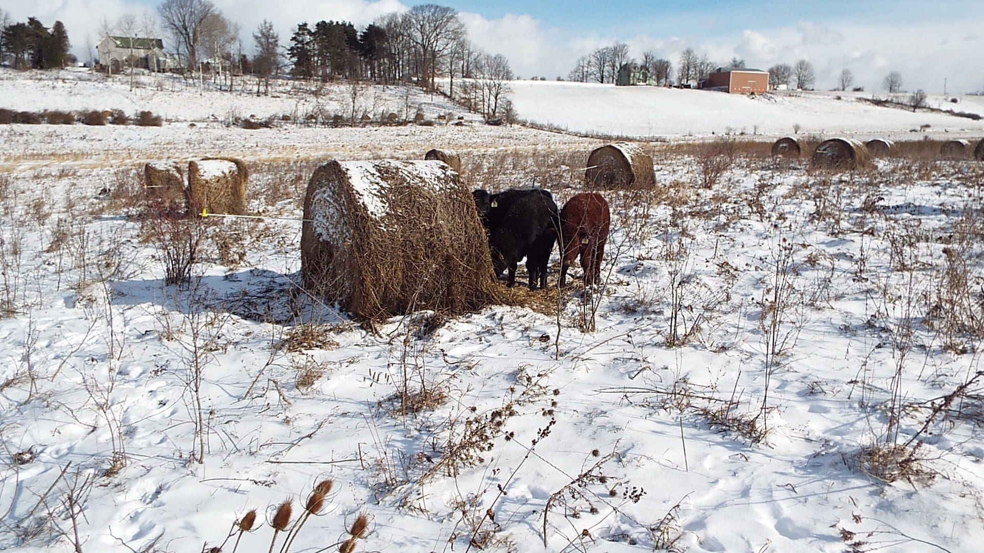 Here the JV squad has slipped under the fence.  This year is the first time we've strung the fences using fiberglass rods inserted into the bales.  The rods are more prone to slipping (it would help if we had rods longer than five feet).  But it is a better system than we previously used where we would need to position hundreds of step in posts before the ground froze.