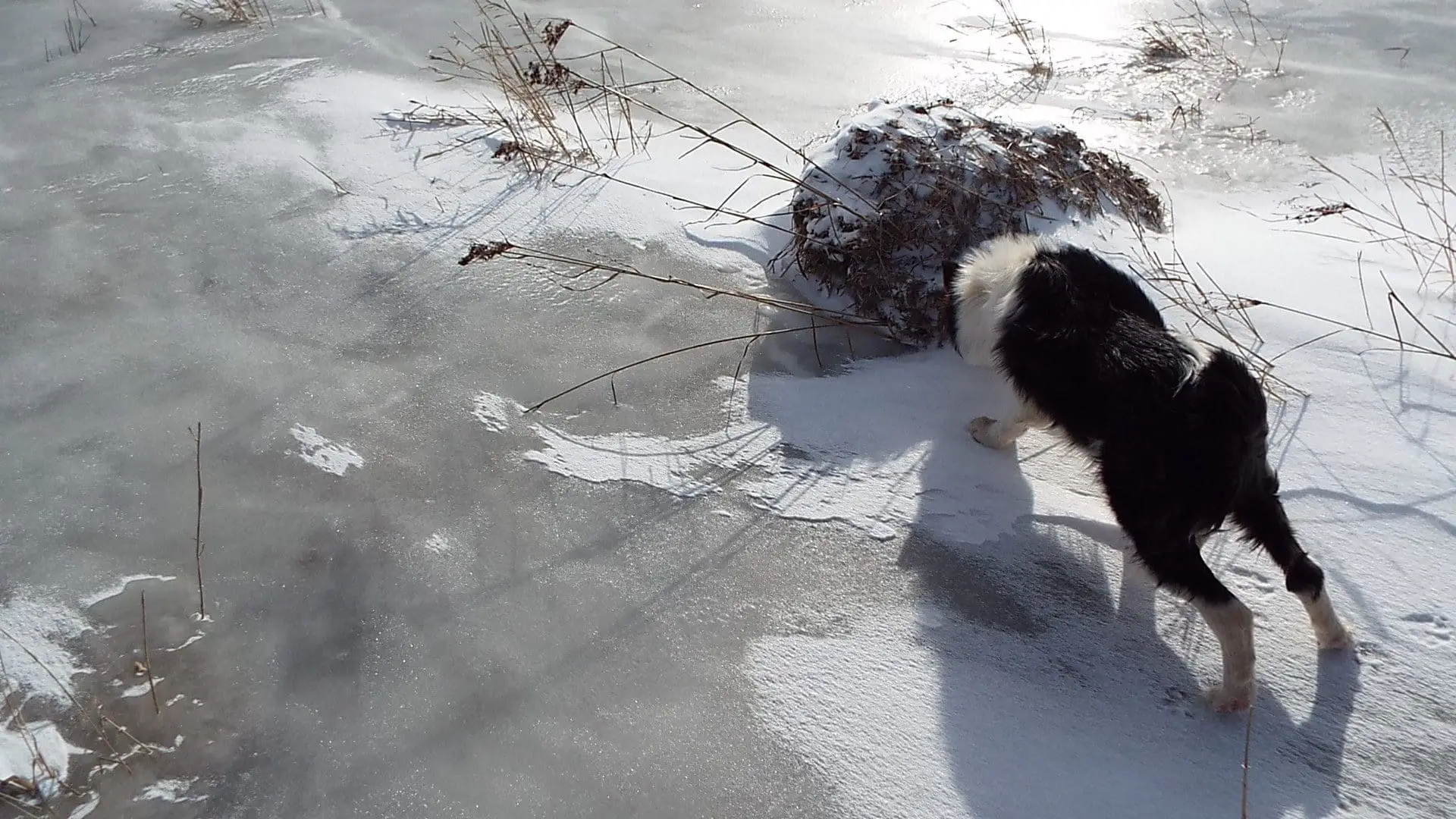 Here is Lando checking out the same hill yesterday.