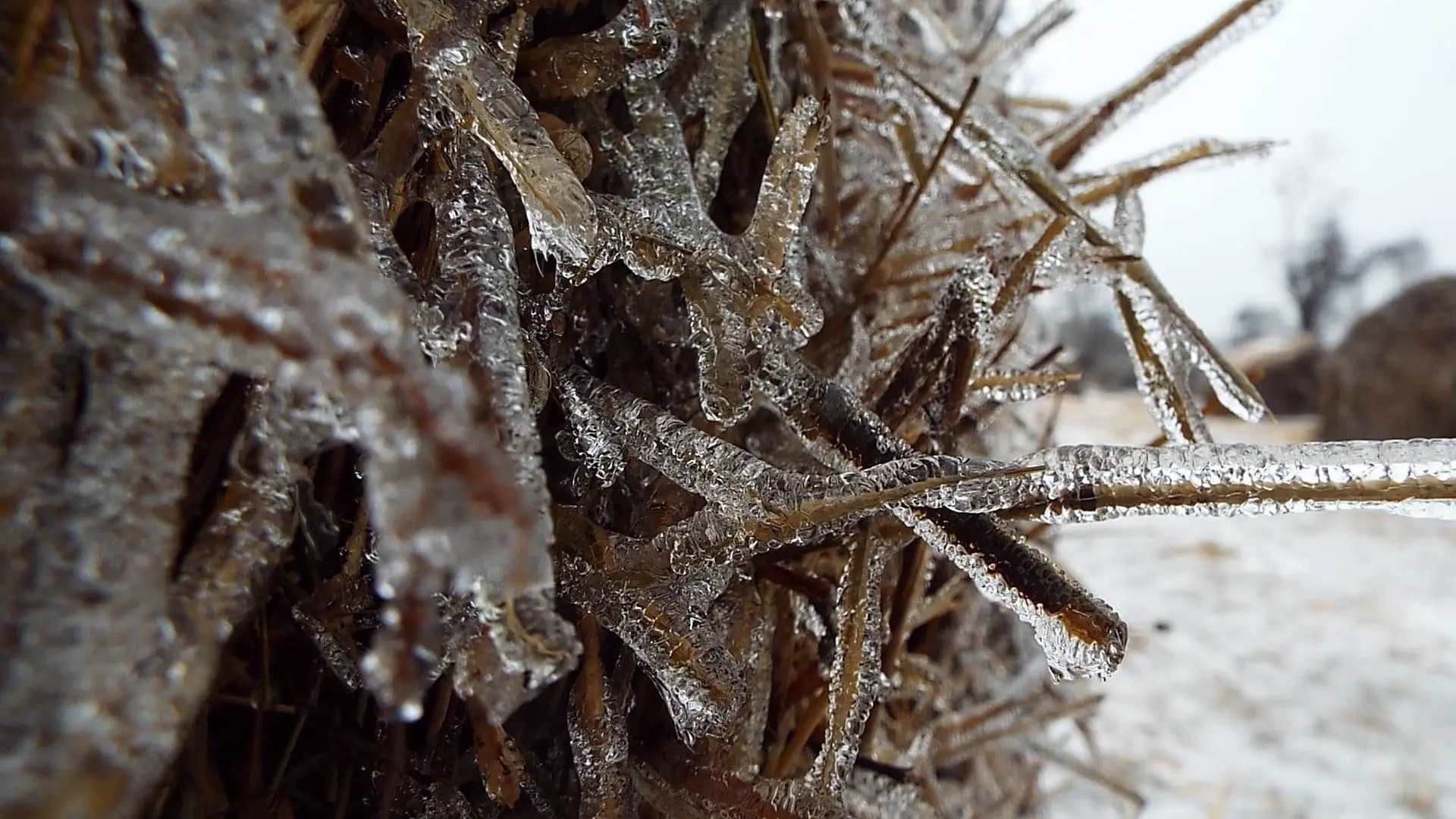 Frozen whiskers on the hay bales