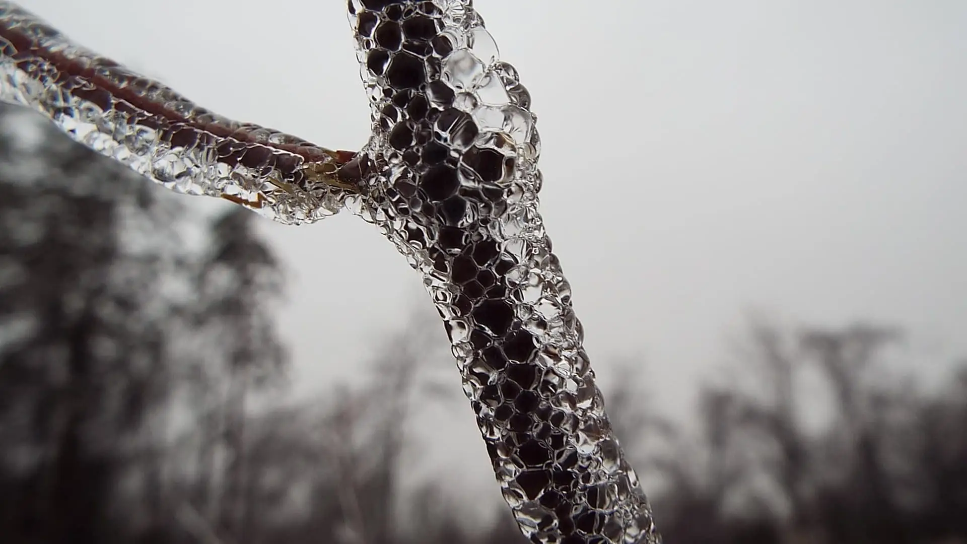 Ice Twig