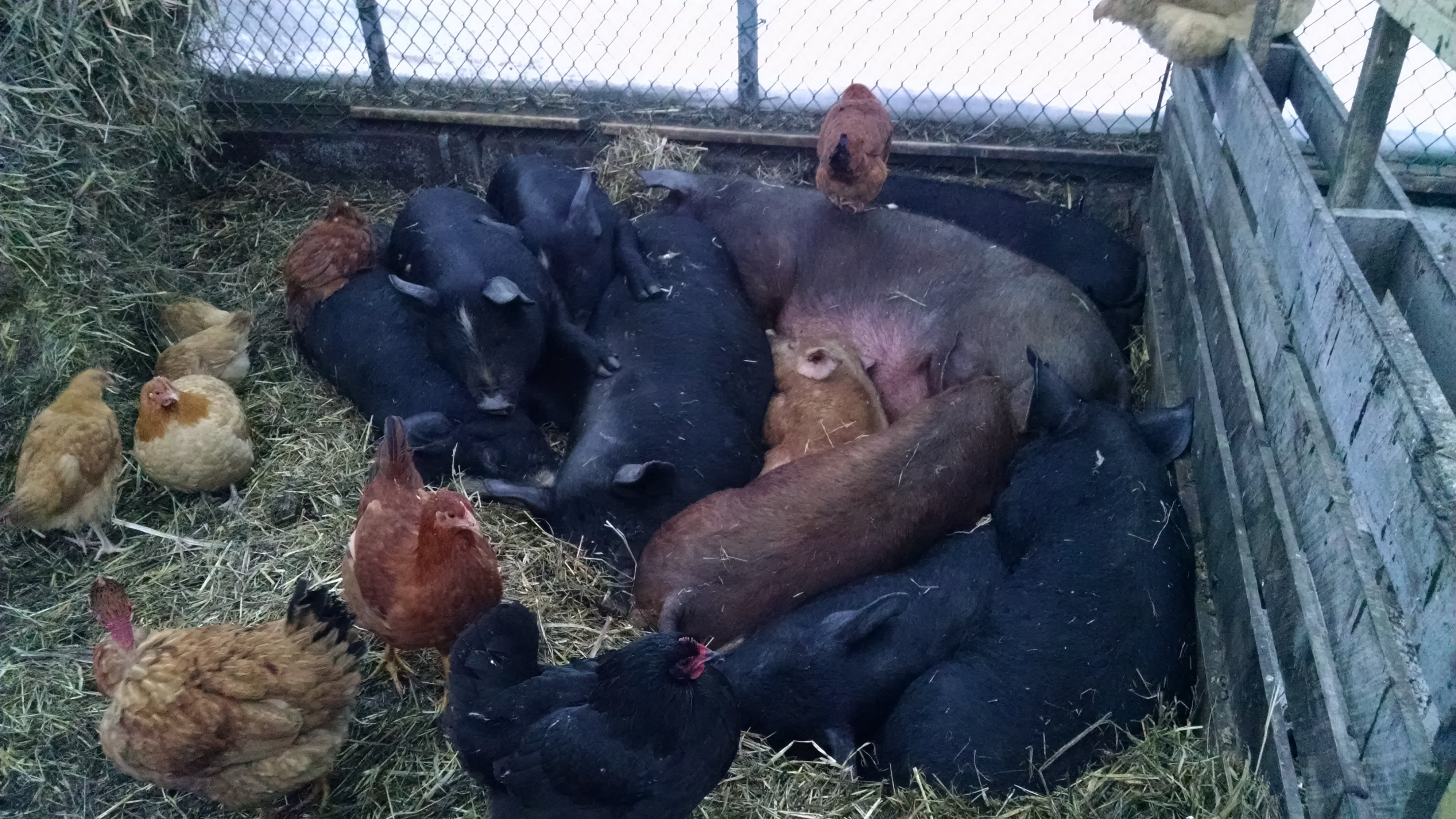 The stack in the winter hoophouse