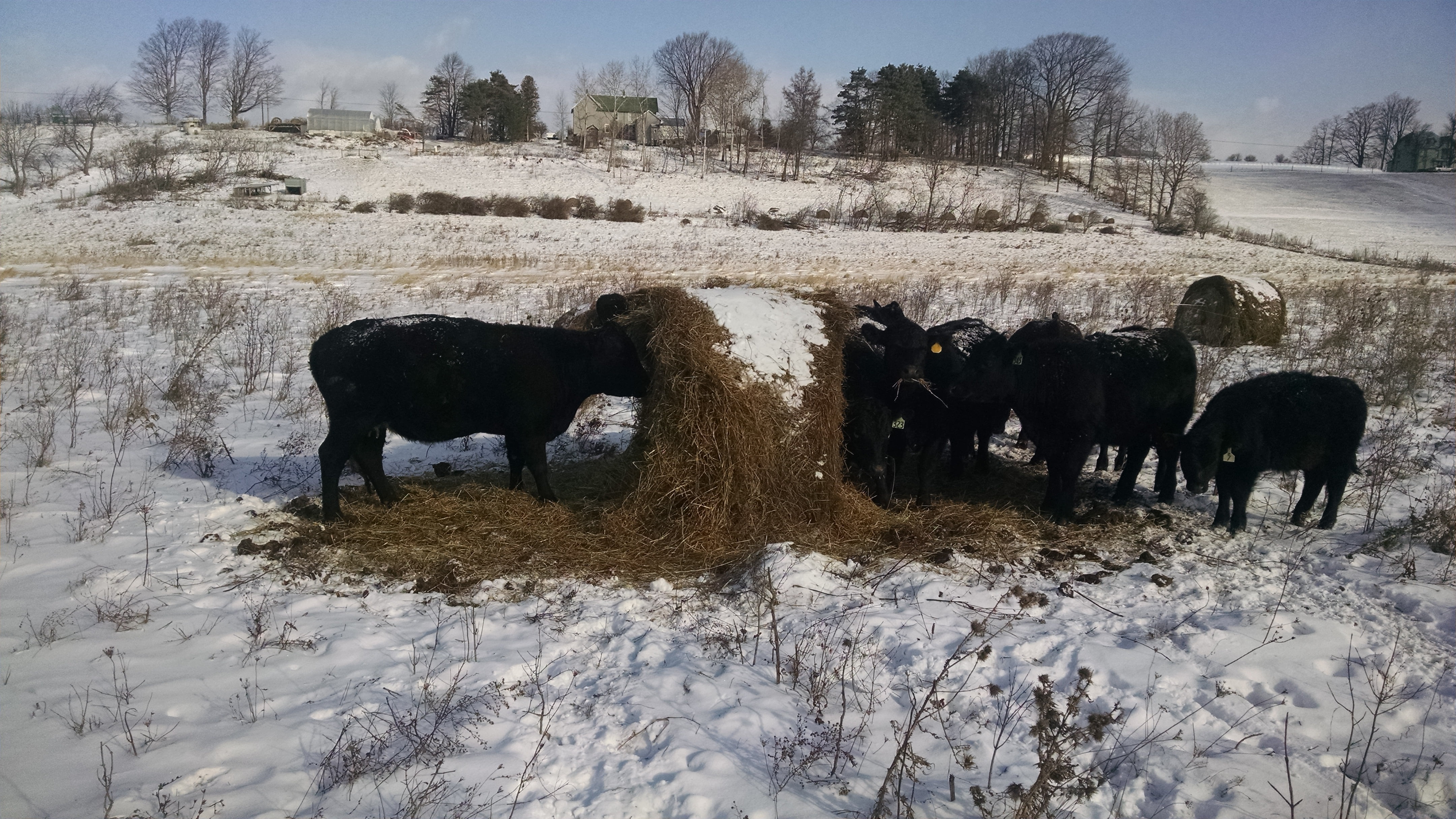 The cattle eat the bale starting at the center.  The outside few inches is usually frozen and a little weathered, so they ignore the crust and go for the better quality hay in the core.