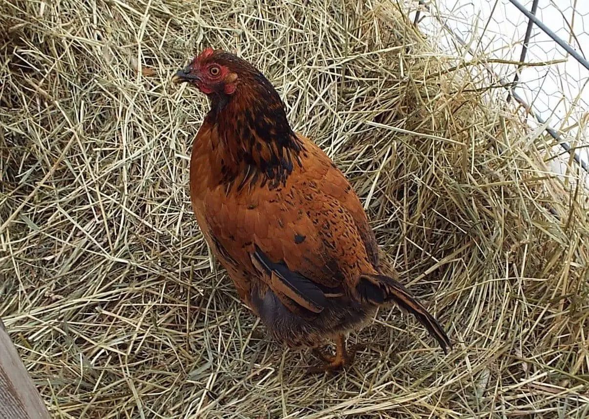 The victim hen is missing all but two of her big tail feathers and plenty of down is gone off her rear end.  But it looks like no harm was done, other than to her pride.