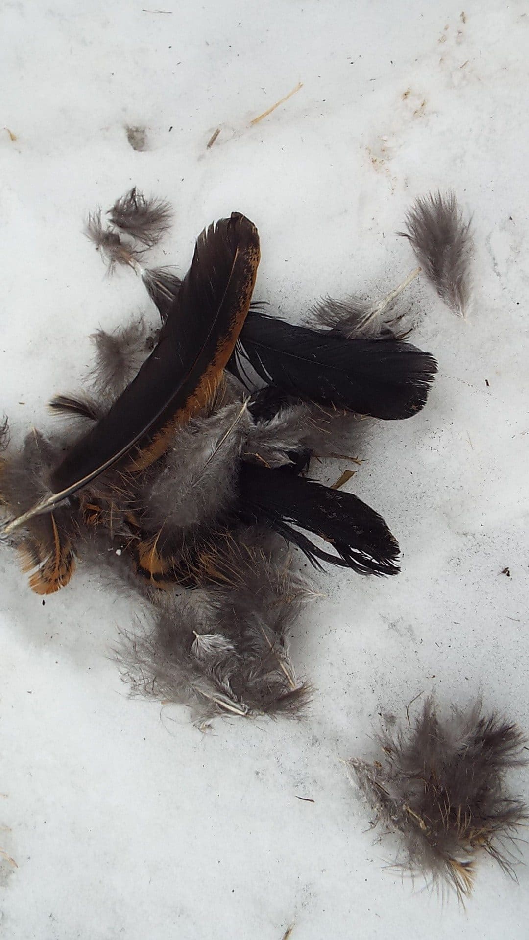 Piles of feathers found in the snow.
