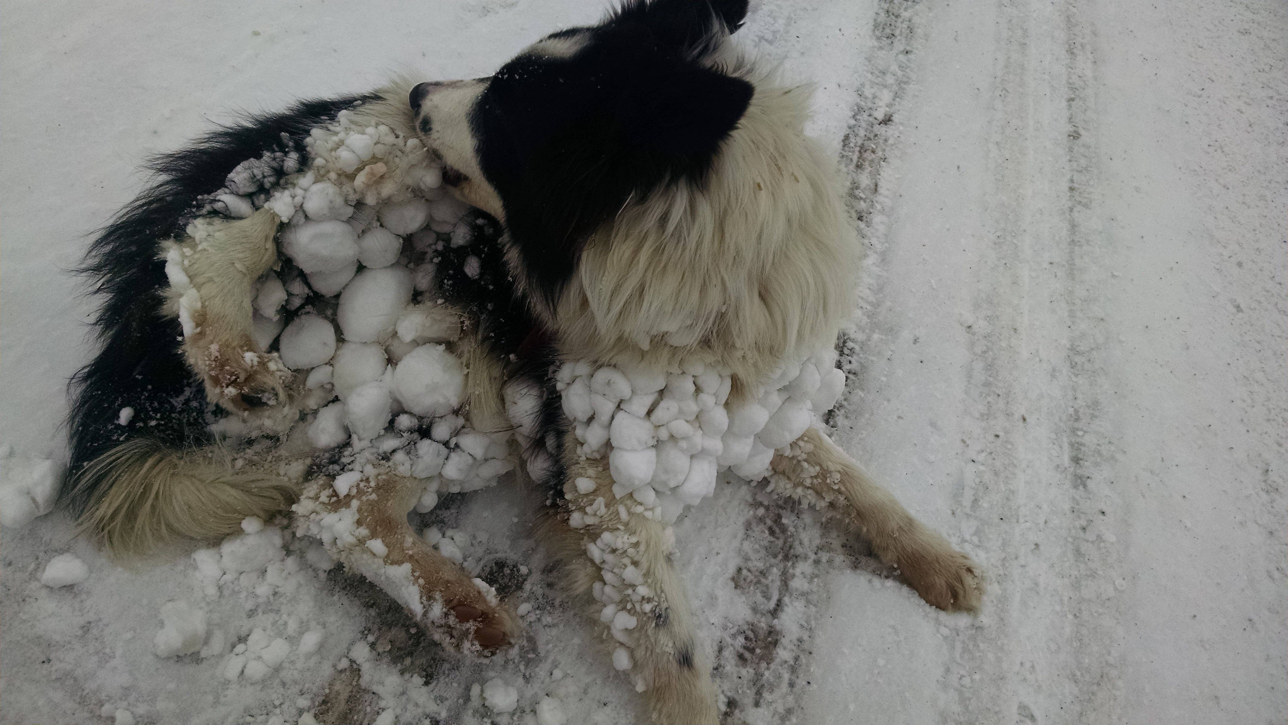Lando accompanied me on the 3 mile hike.  The snow was up to his chin most of the way, but he took the whole thing at full speed.  After we got back to the truck, we had to stop for five minutes for him to clear all the snow baubles from his undercarriage.