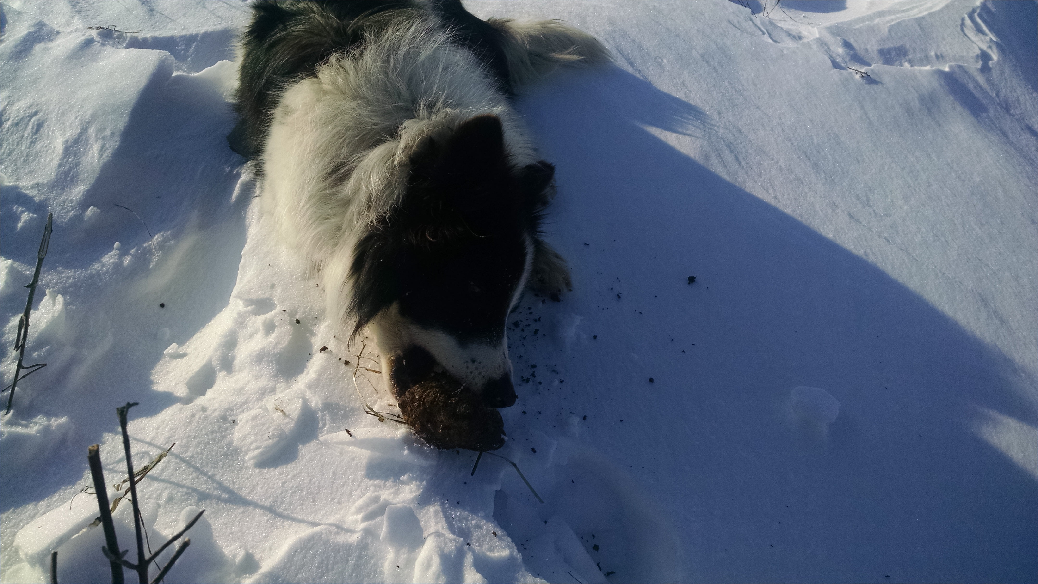 What a dog really wants:  turds.  Here he's gnawing frozen cow turds.  But pig, chicken, and cat turds are all relished.