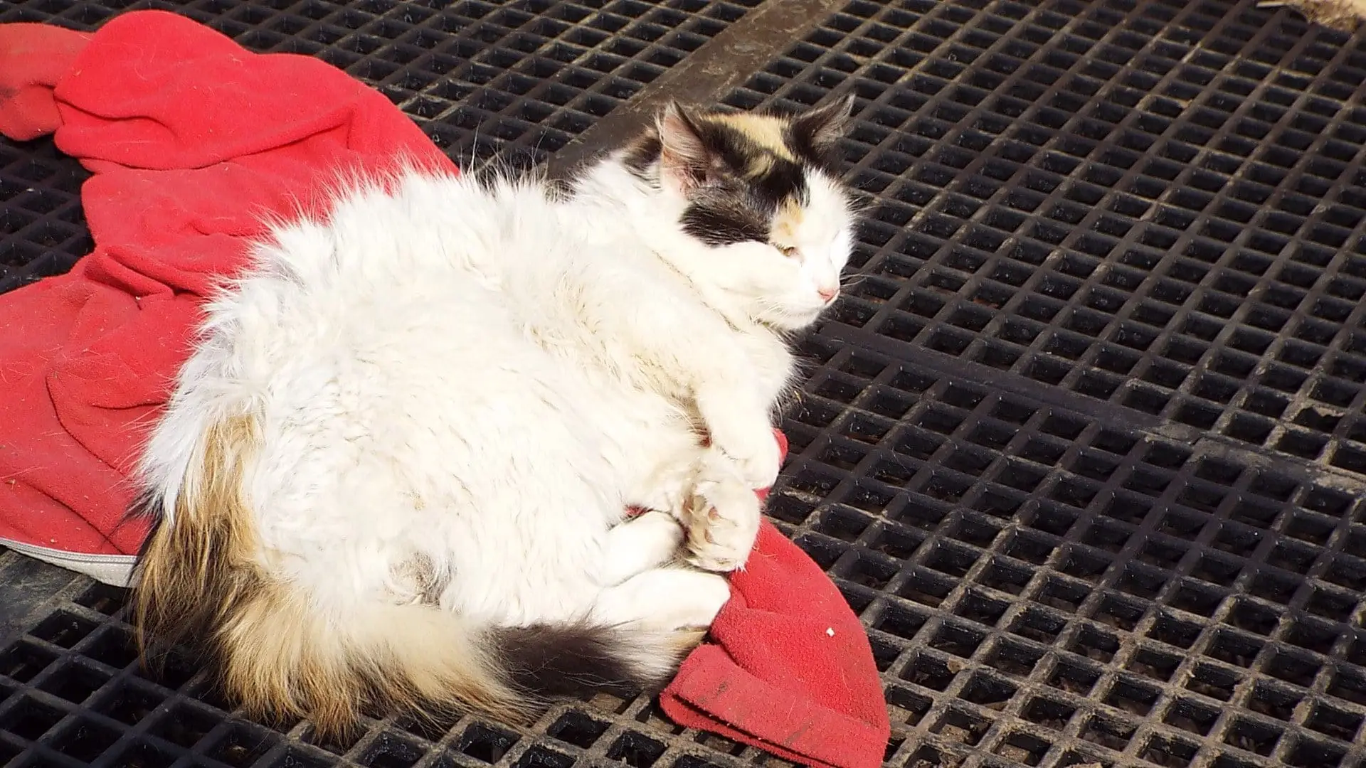 The cats approve of the floor, especially if there's a discarded sweatshirt on top.