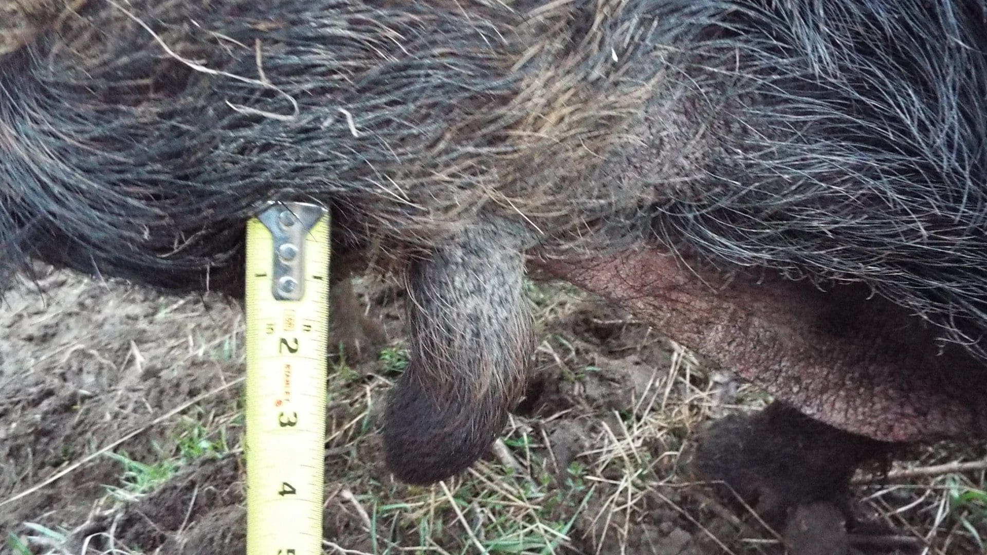 I had a hard time getting Cyprus, our Red Wattle boar, to stand still for the picture.  His wattles are about 3-1/2 inches long and nearly and inch in diameter.