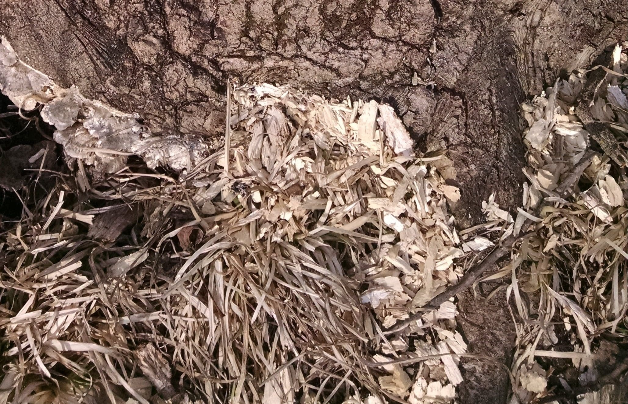 These birds are pretty efficient at removing material.  Note the wood chips at the base of the tree.  They break out big chips, roughly the same size as those that come out of a commercial wood chipper.