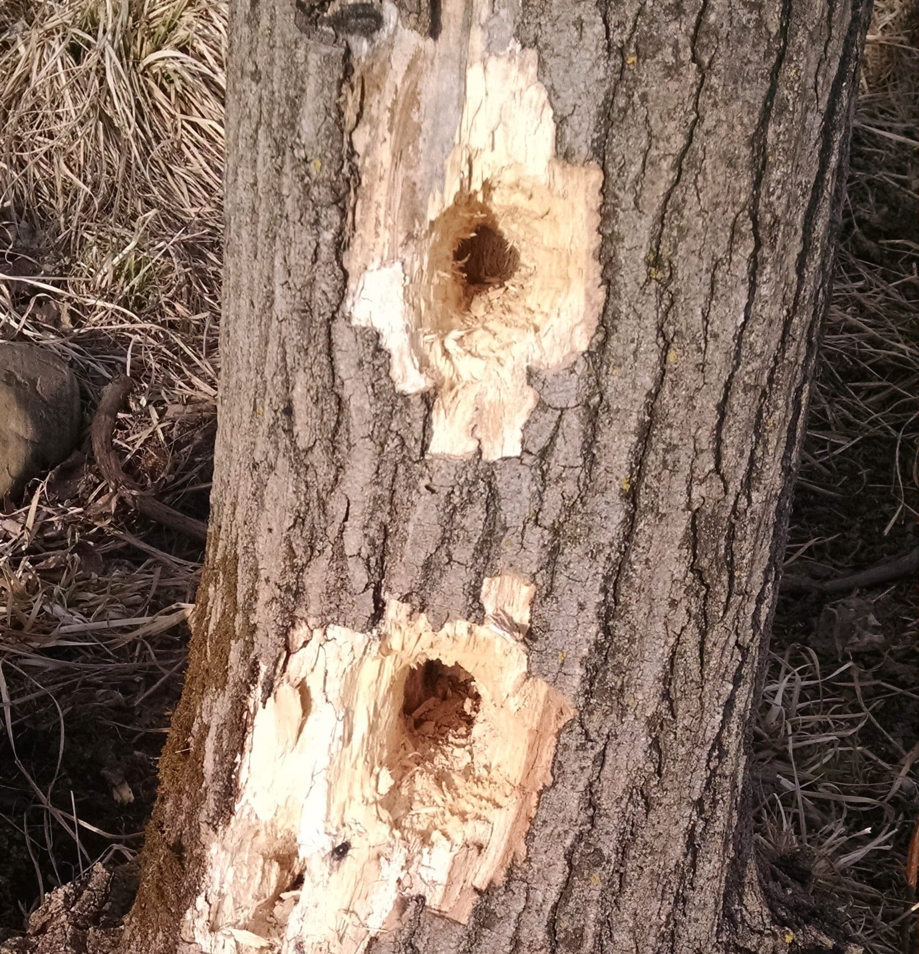 Woodpecker Holes