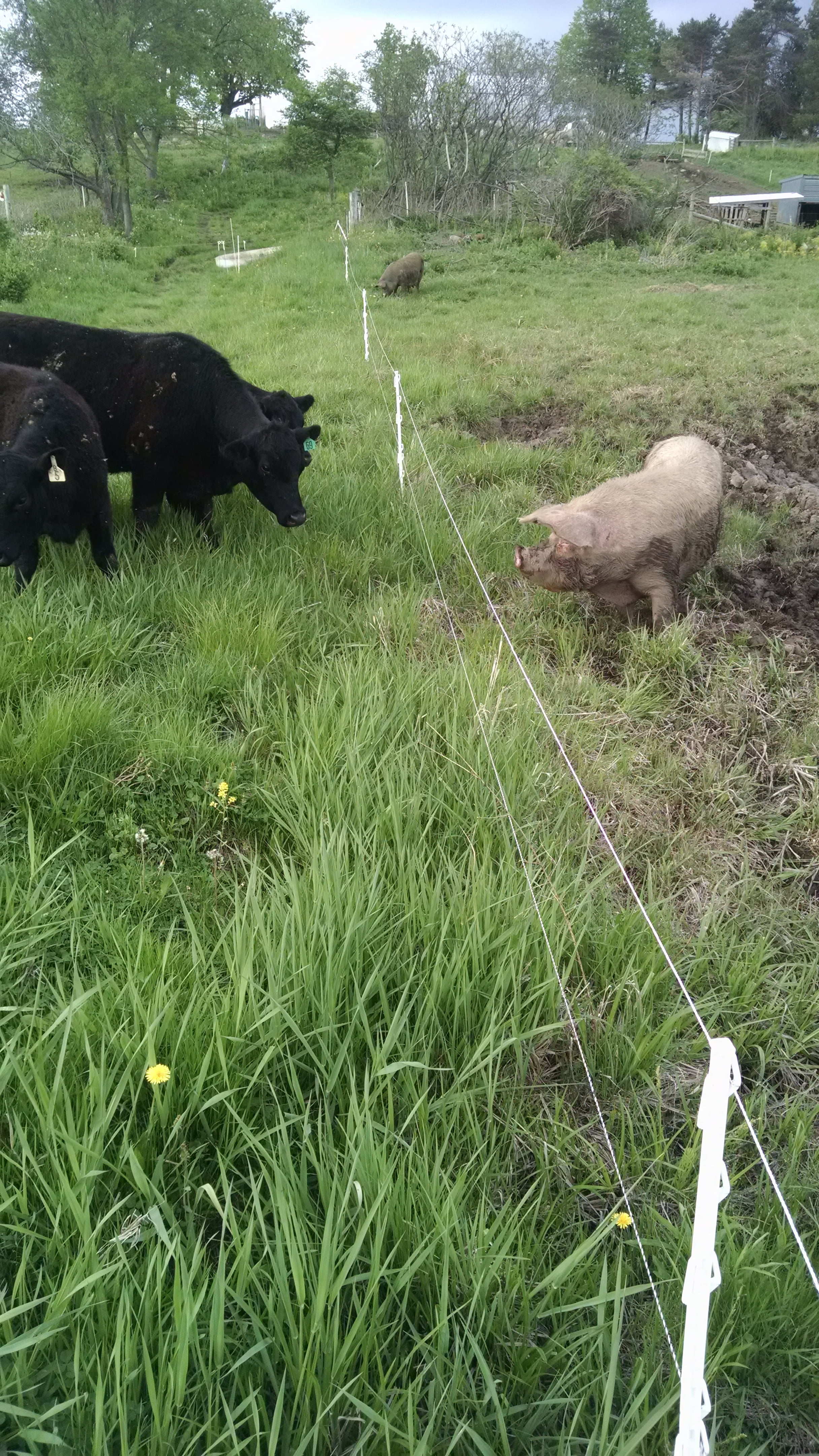 The cattle are baffled by the pigs.  The pigs are eager to explain things, but the cattle really don't want to listen.