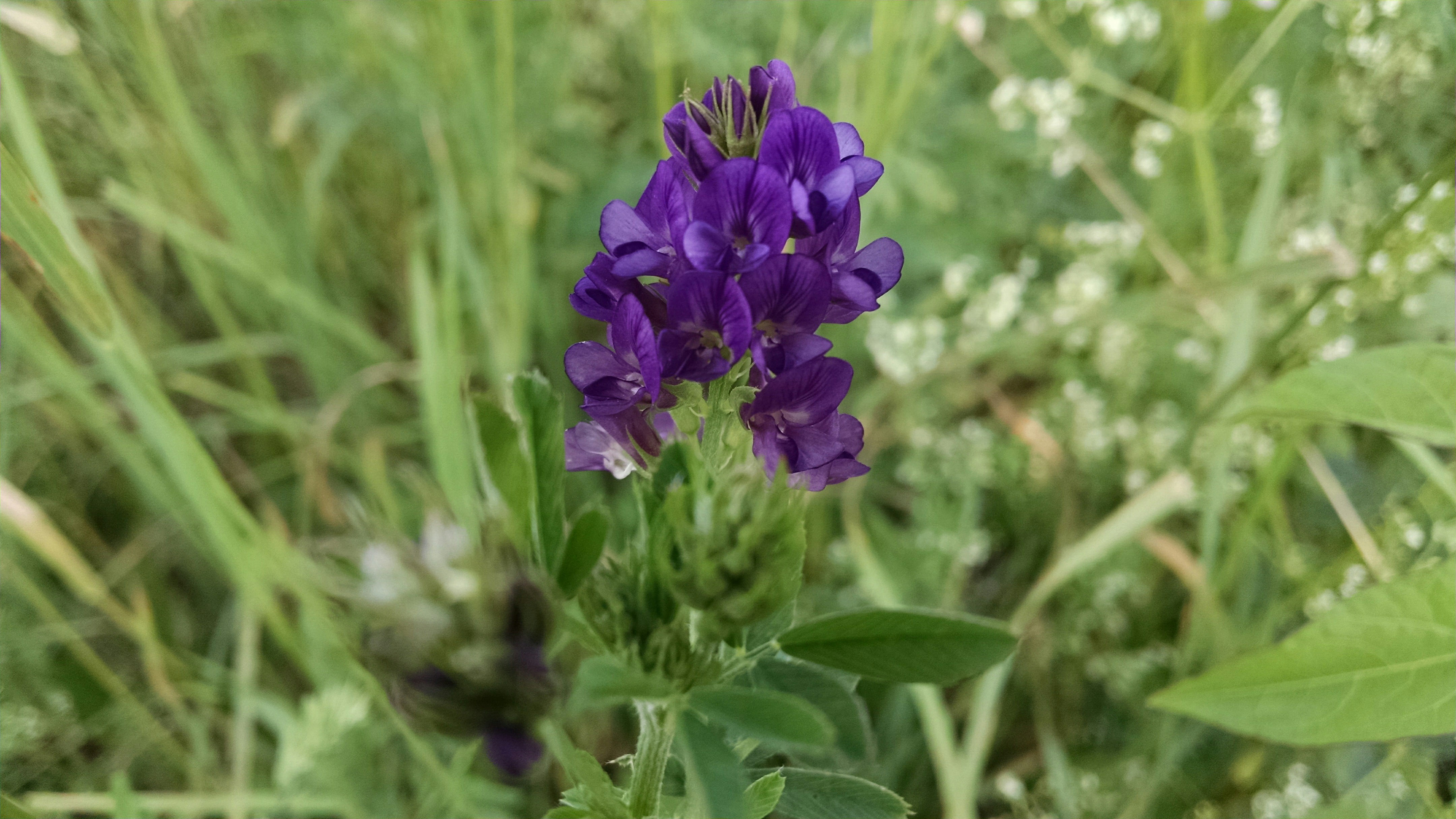 Alfalfa