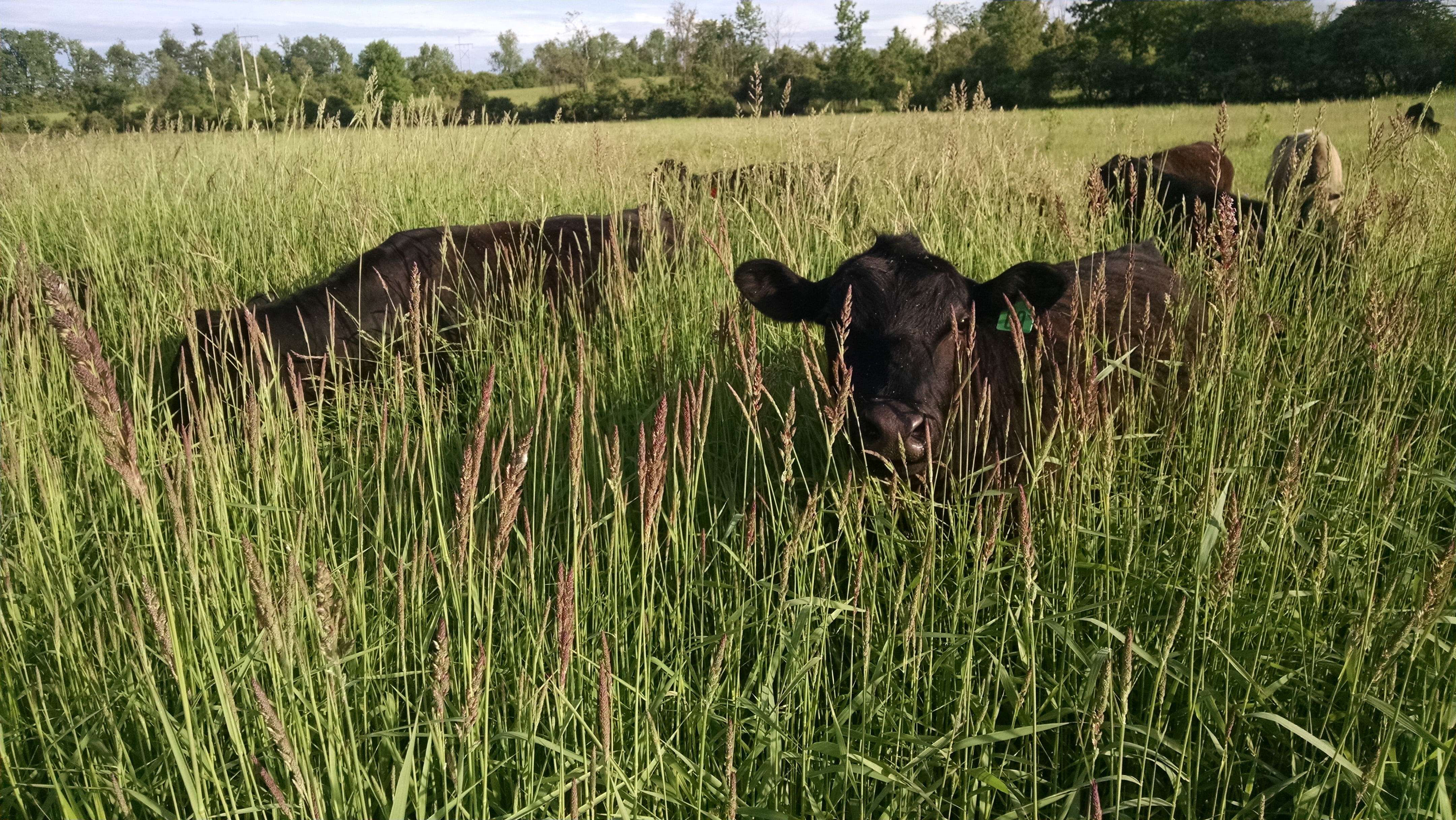 That's a lot of grass!  For size reference, the steer on the right is about 1000 pounds and the cow on the left is about 1200 pounds.