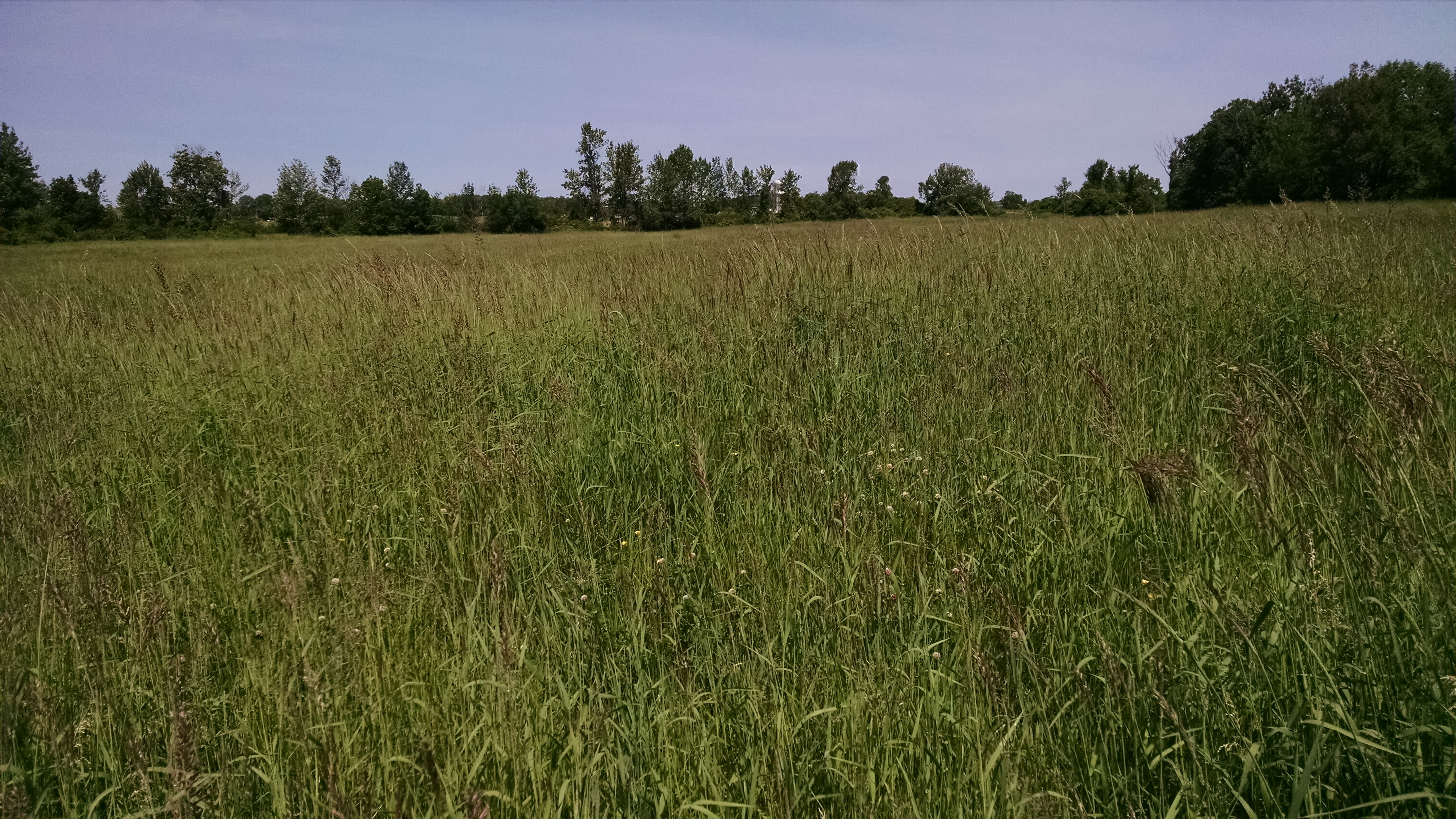 Here's the half of the field we grazed last year.  There are still undesirably species out there, but the grass beautiful.