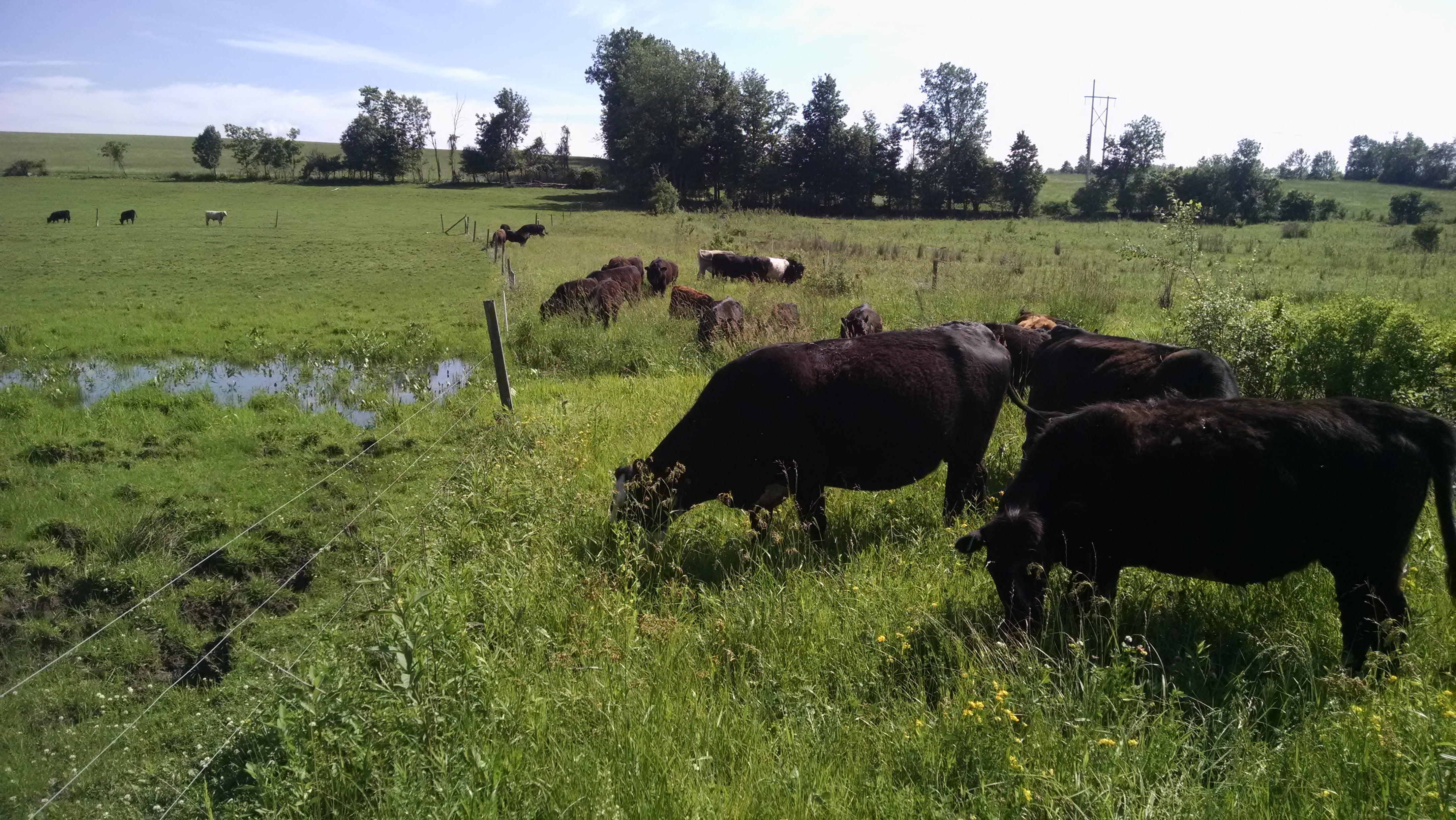Grazing between the pastures is easier than brush hogging, especially this year when the puddles are a few feet deep.