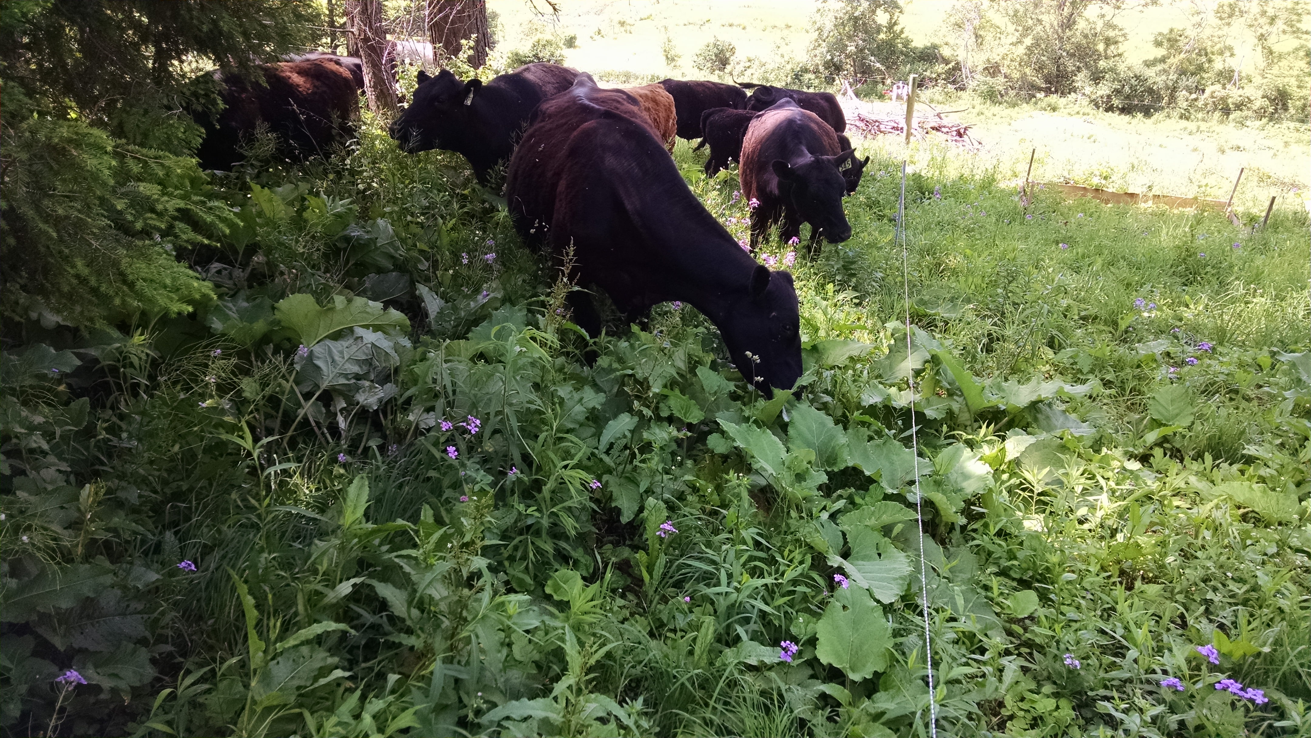 The cattle are cleaning up the overgrowth at the edges of the lawn around the gardens and the orchard.  It saves me hours, and they enjoy it the whole time.  Young burdock leaves are especially palatable,