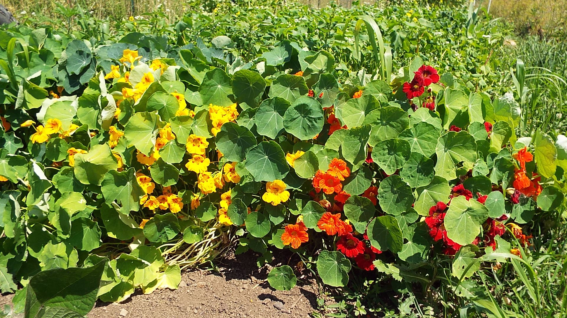 Nasturtiums are not only lovely, they are edible and make good companions for green beans.